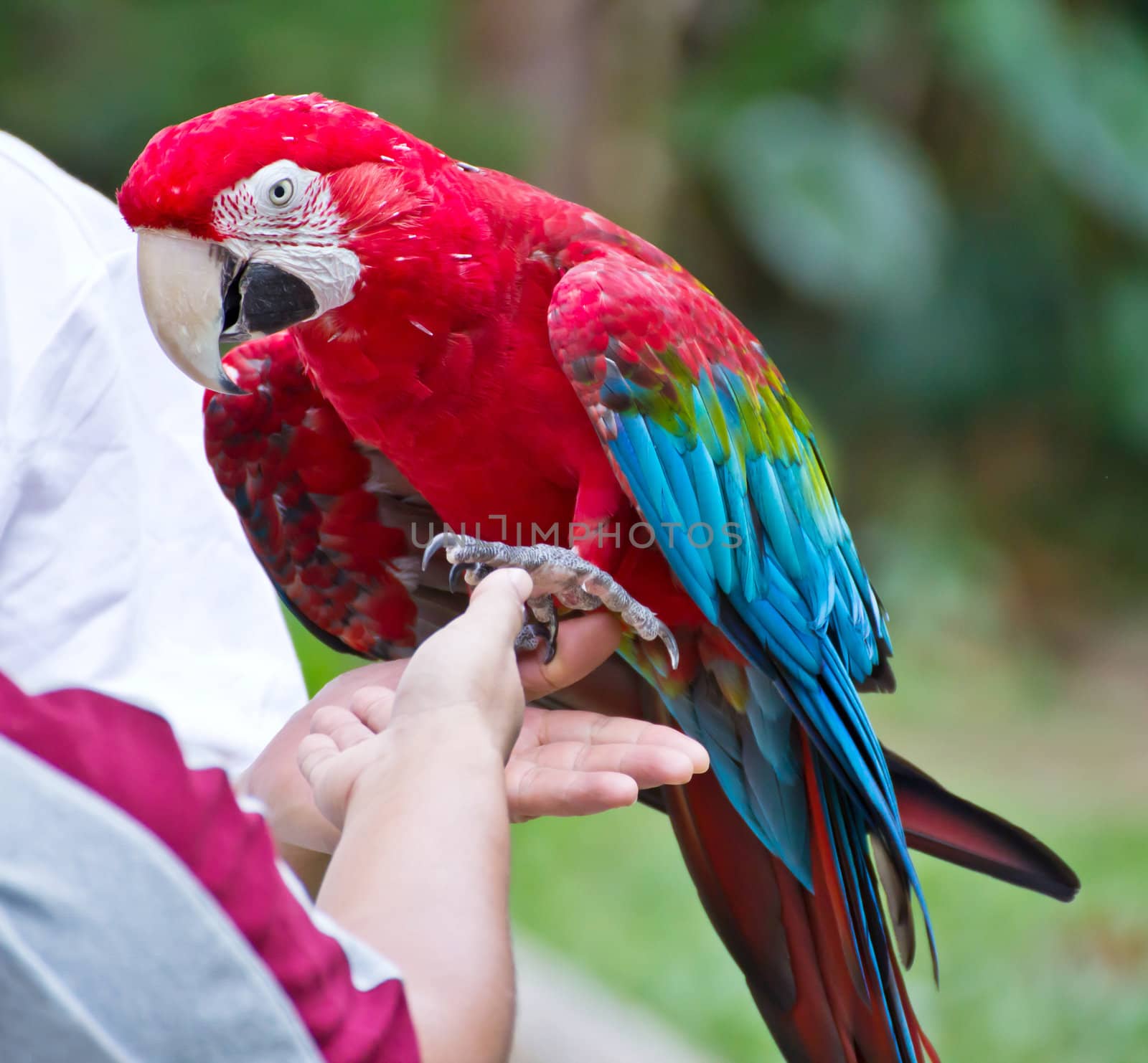Macaw parrot on the hand