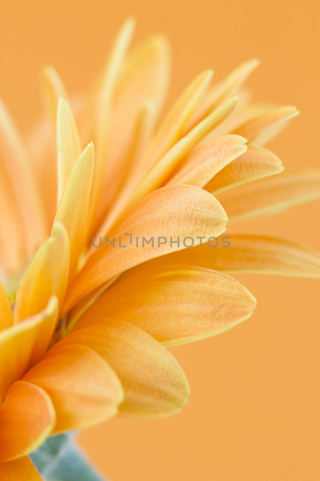 orange gerbera daisy