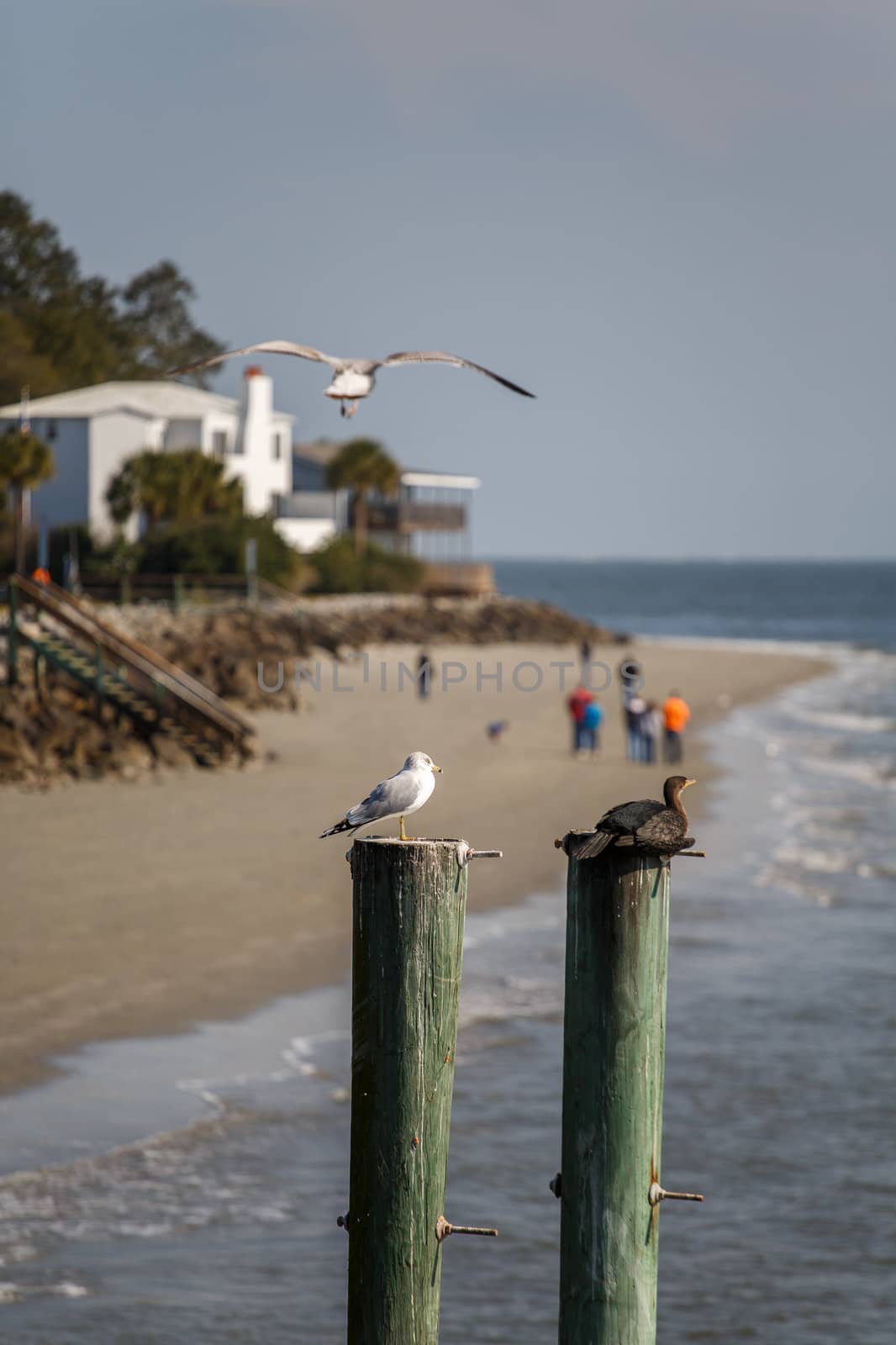 Seagull Flying Over Birds on Pilings by dbvirago