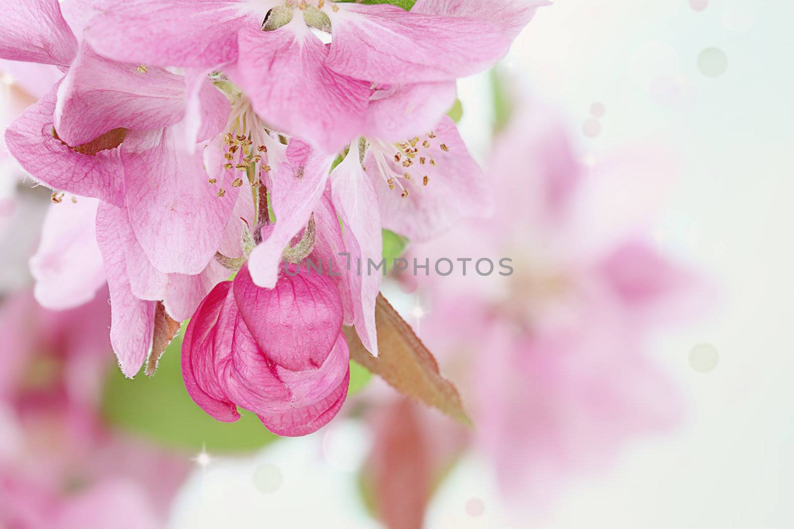 Beautiful spring pink tree blossoms with with selective focus on bud.