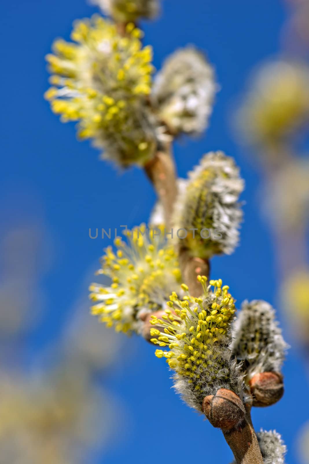 Closeup view of twig with spring buds over blue sky