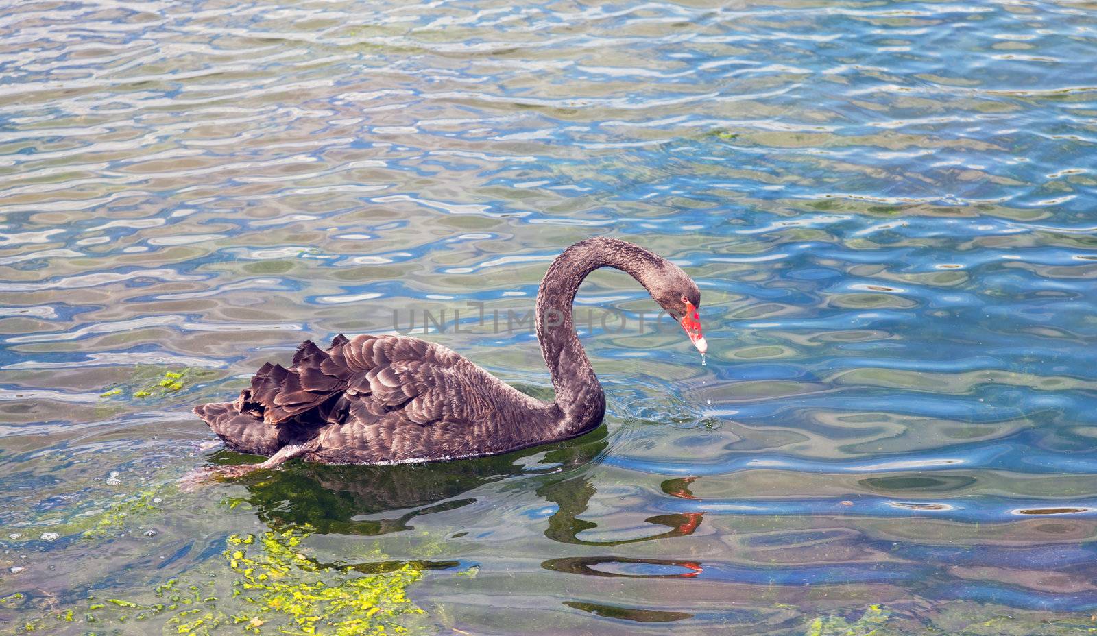 Graceful black swan swimming in a pond by Discovod