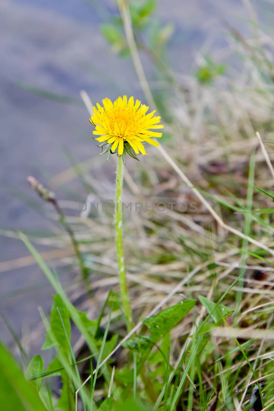 single yellow dandelion on a background of nature