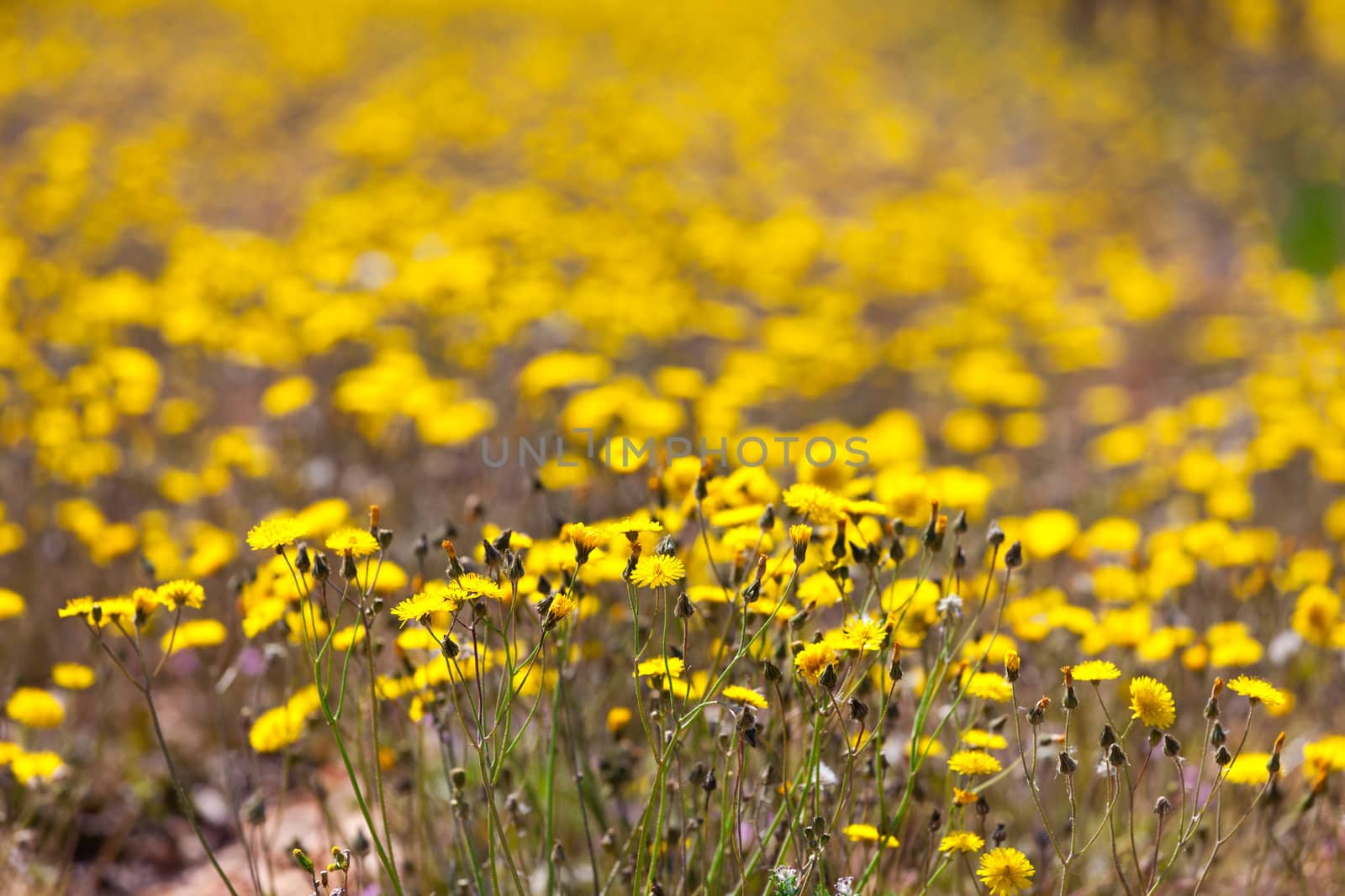 Field of yellow flowers, closeup background