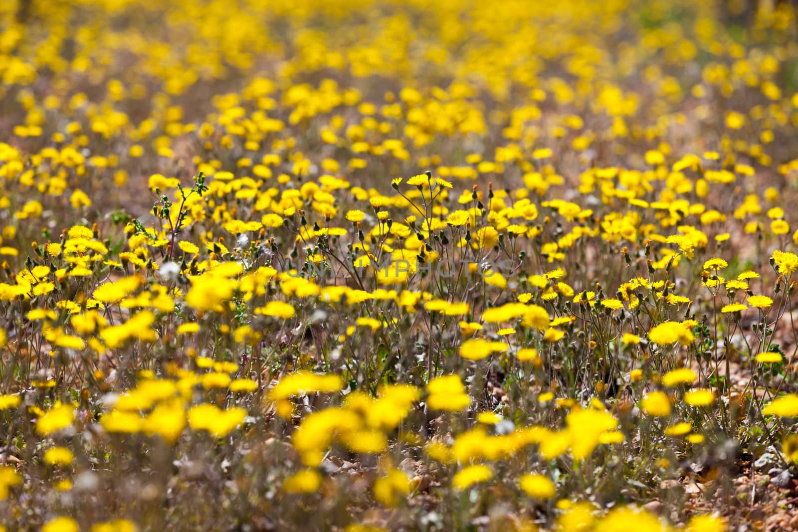 Field of yellow flowers, closeup background