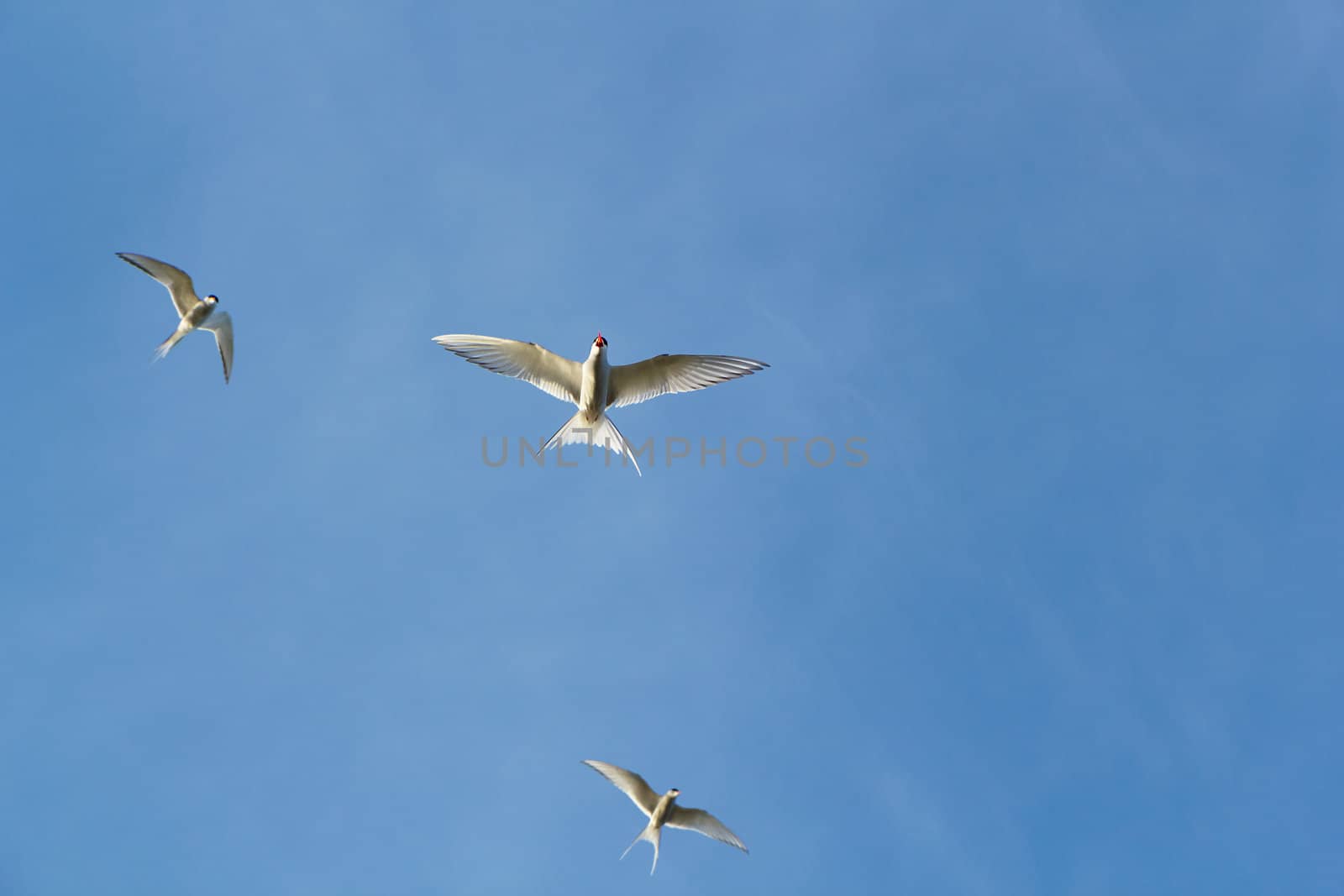 three Arctic terns in flight against a blue sky. bottom view