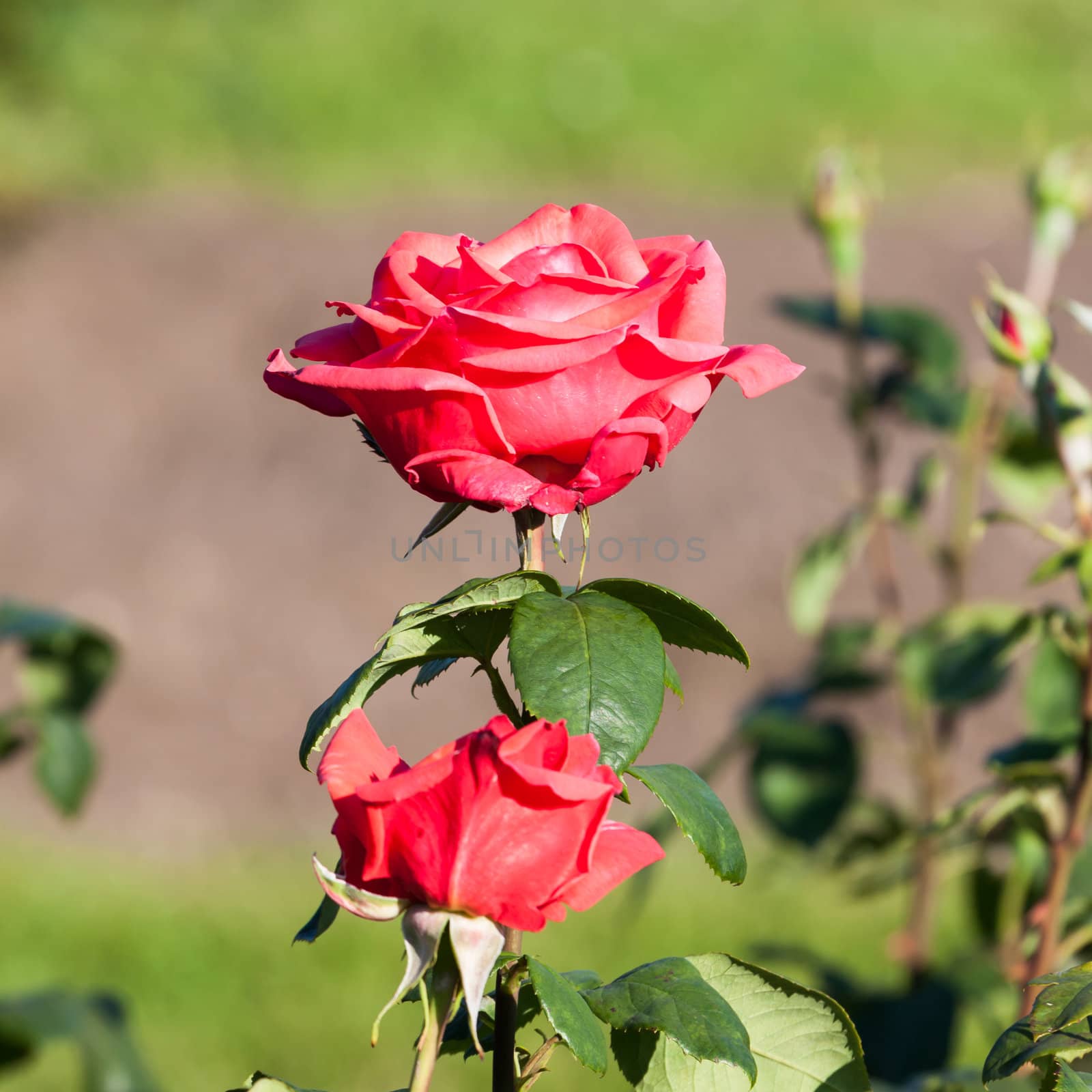 Red Rose on the Branch in the Garden