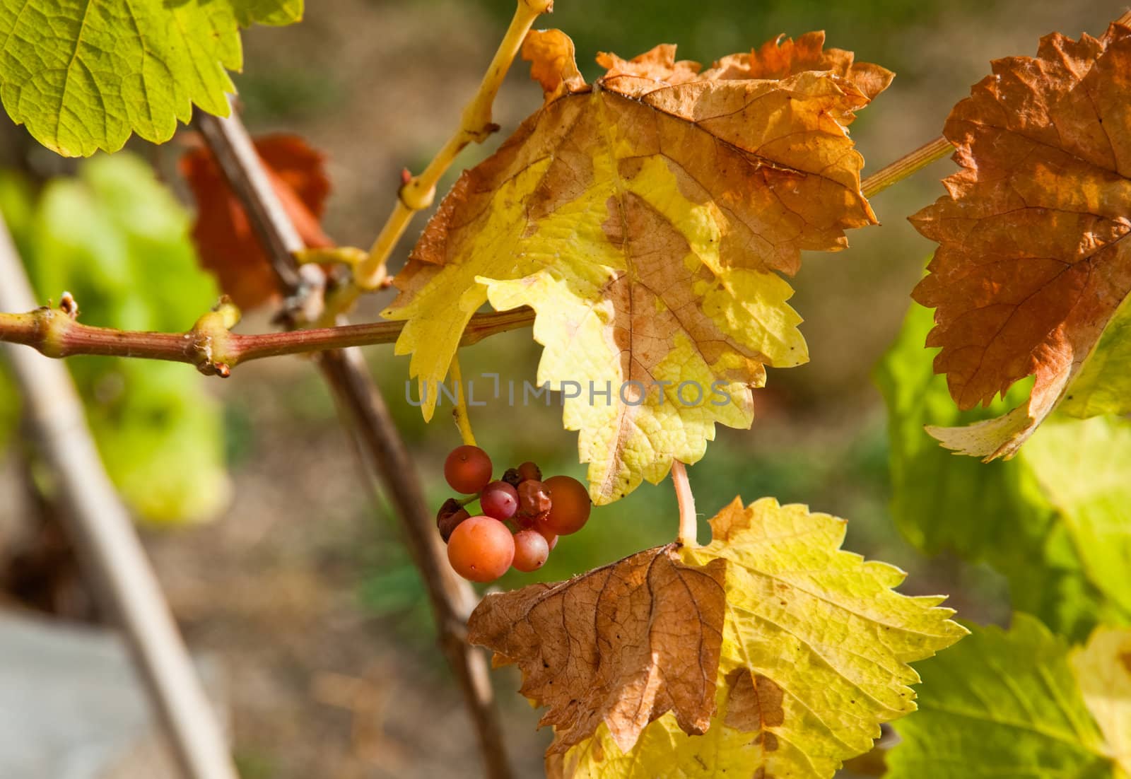 Grapes on the vine