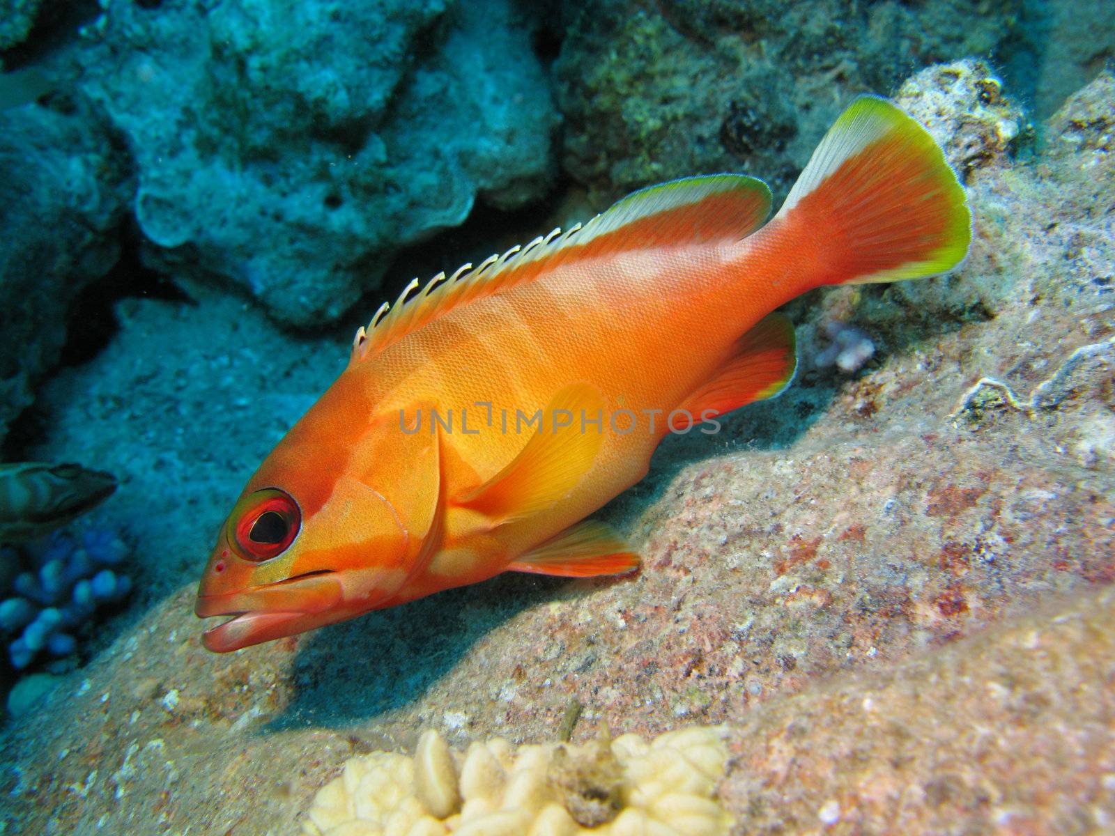 coral reef with exotic orange fish on the bottom of red sea in egypt