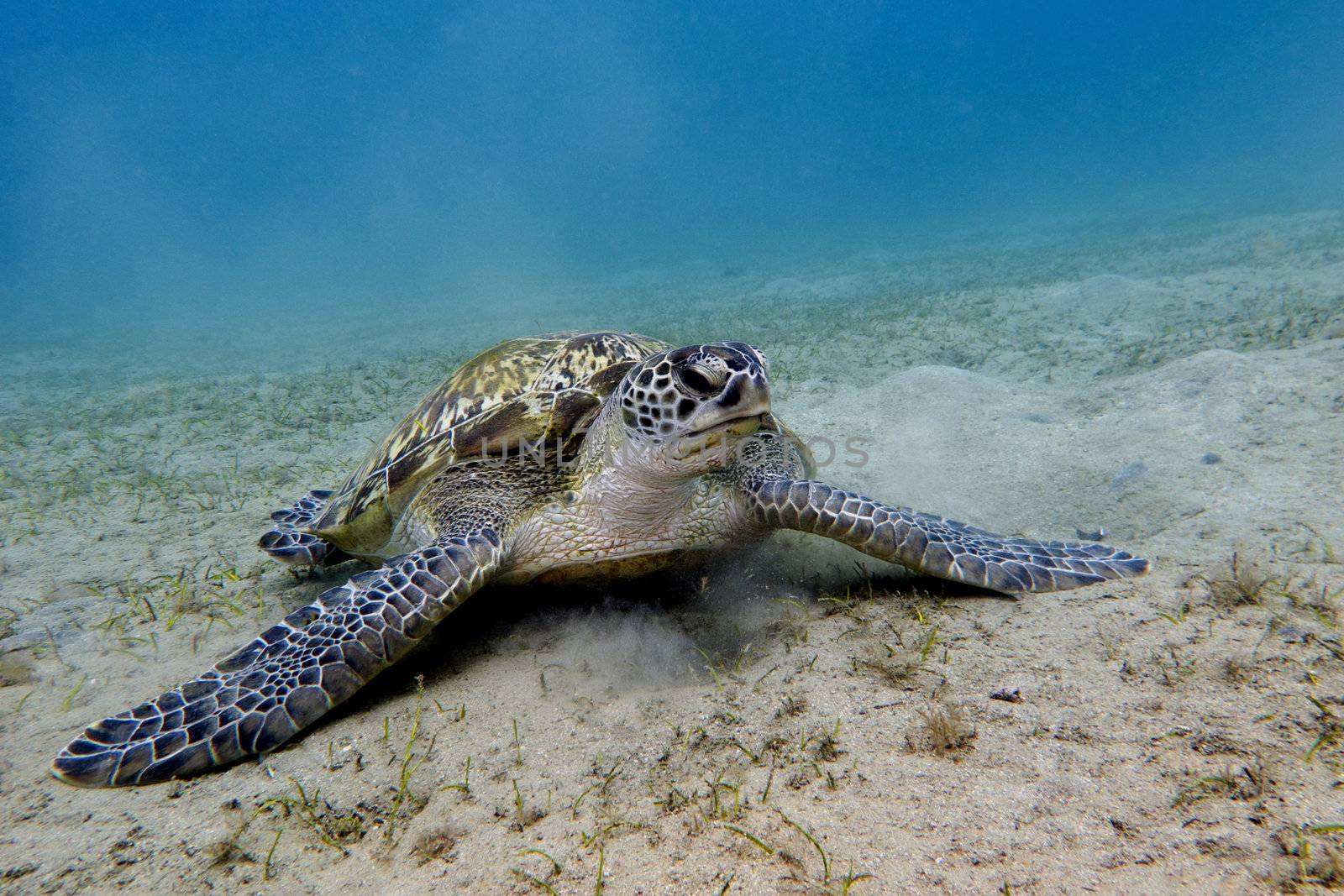 great sea turtle on the bottom of tropical sea by mychadre77