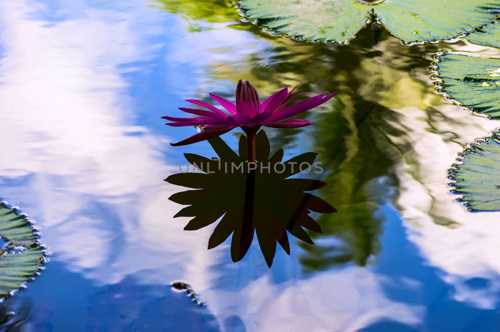 Shadow of Nymphaea. Nong Nooch Garden.