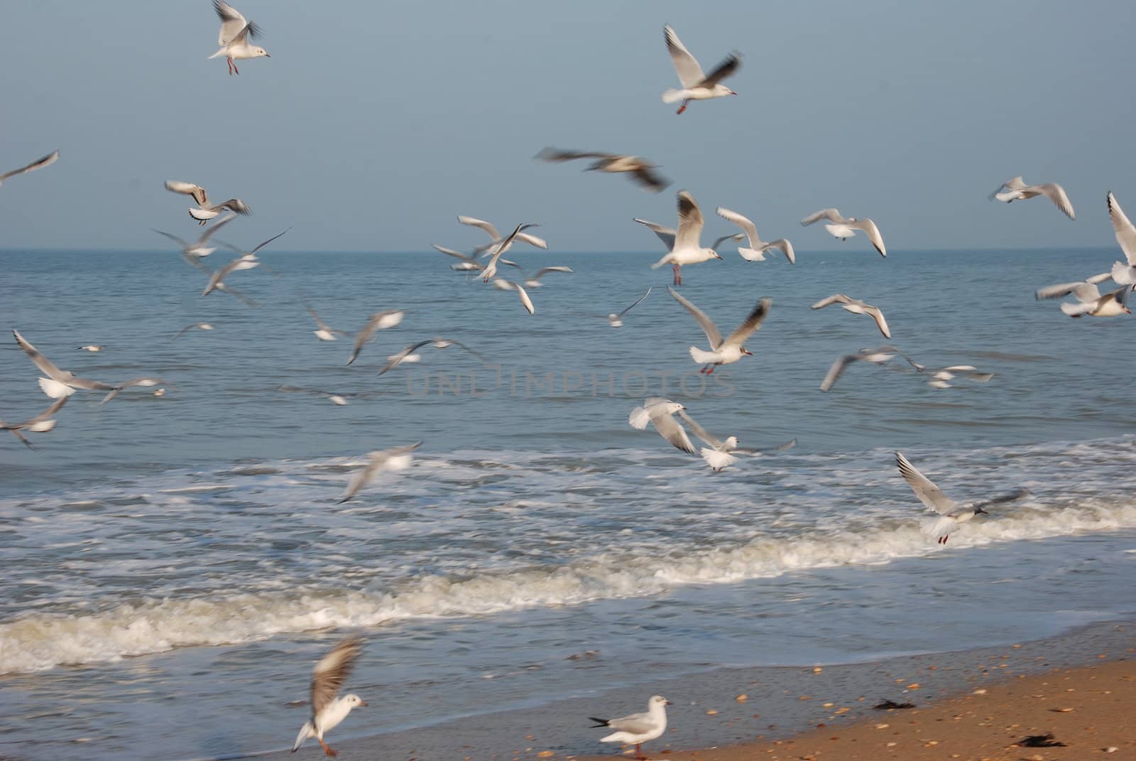 Flock of seagulls on the beach