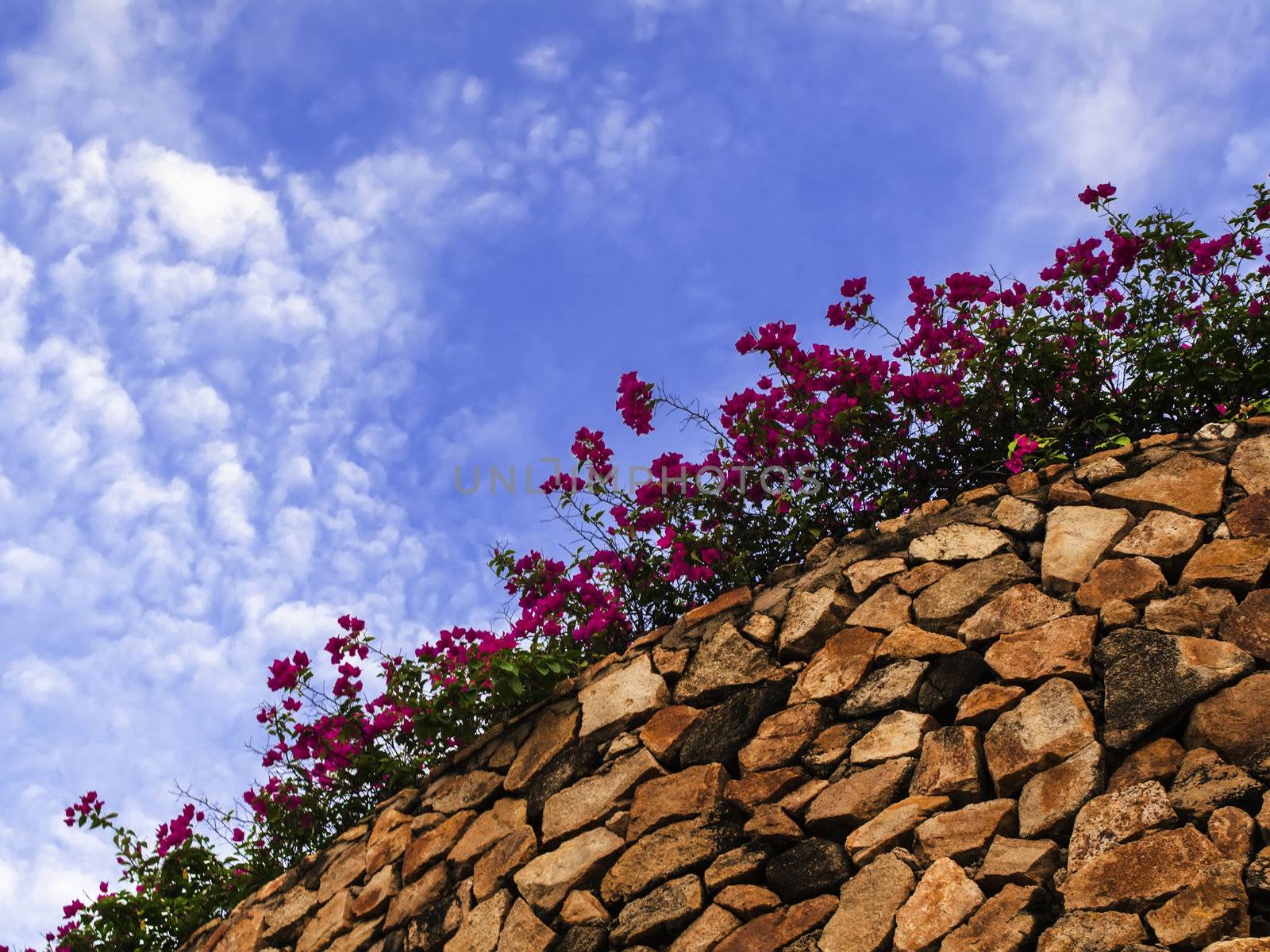 Stone Wall with Flowers. Wong Amat Beach, Pattaya.