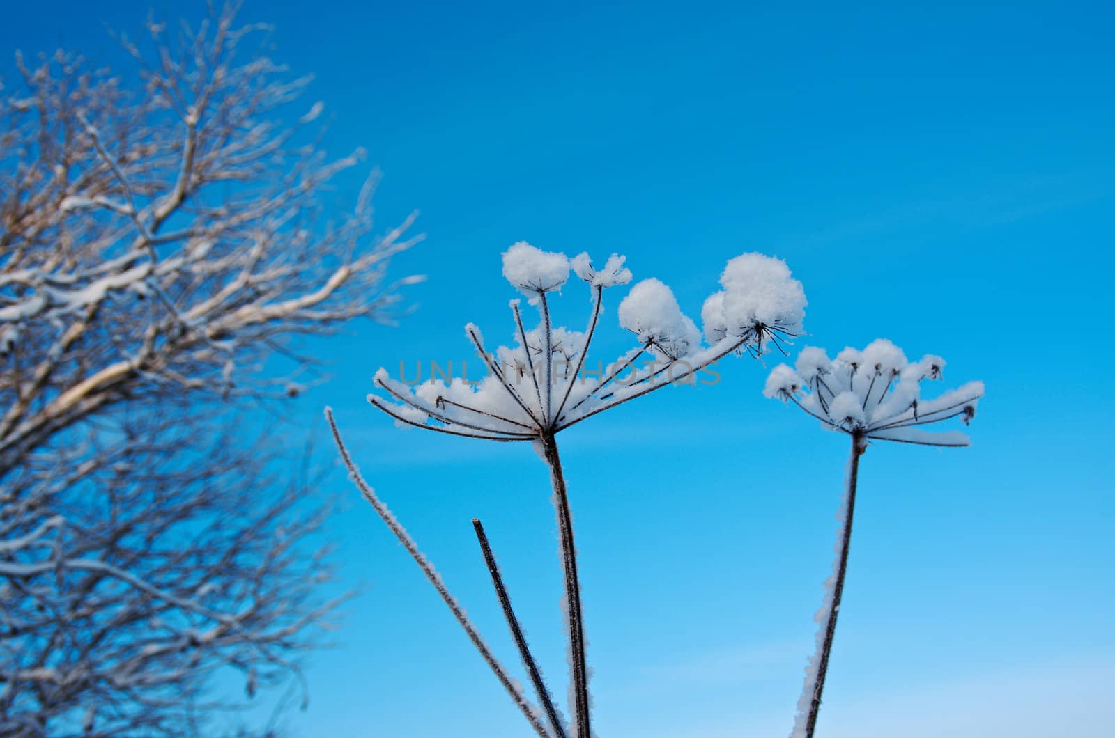 Winter landscape.Winter scene .Frozenned flower