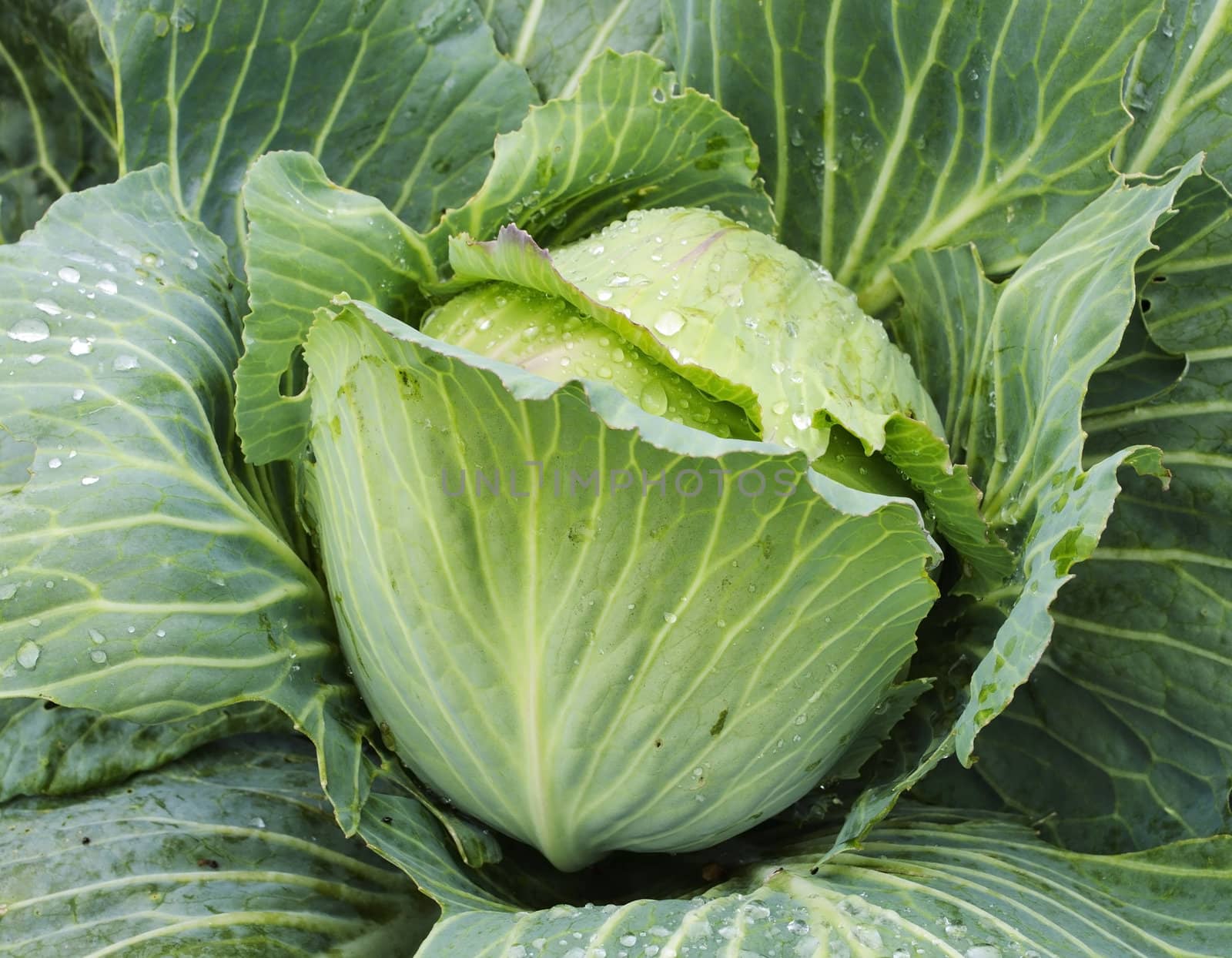 Head of green cabbage with dew drops in the garden