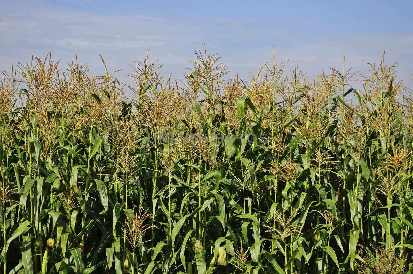 Stems of young green corn on the sky background