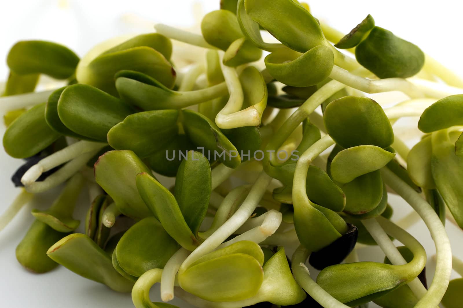 handful of green sprouts  isolated on white background - macro