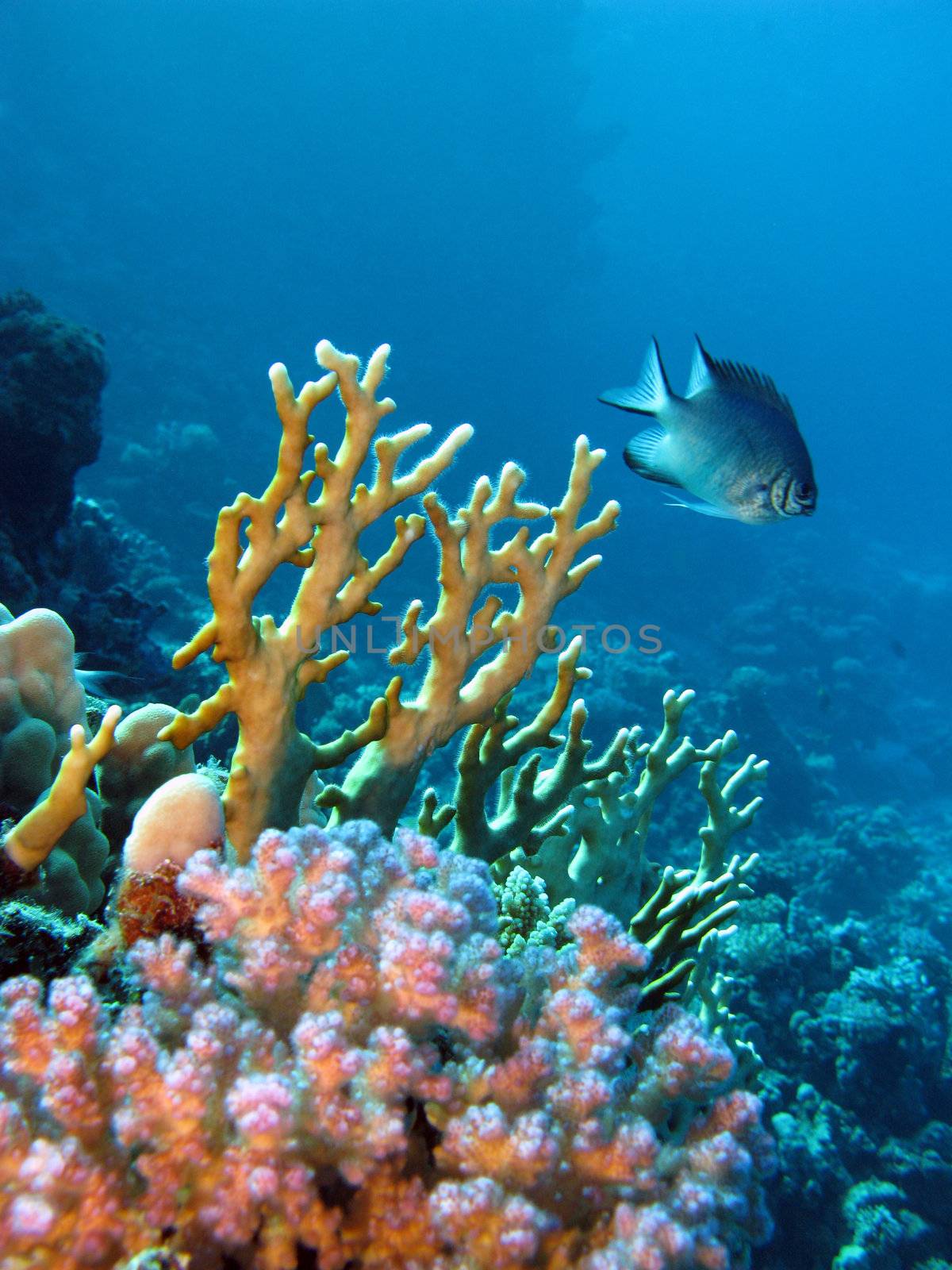 coral reef with exotic fish and fire coral at the bottom of red sea in egypt