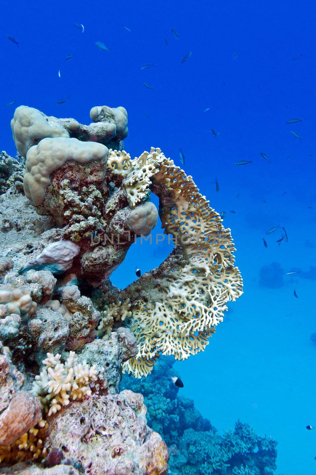 coral reef with yellow fire coral at the bottom of tropical sea by mychadre77