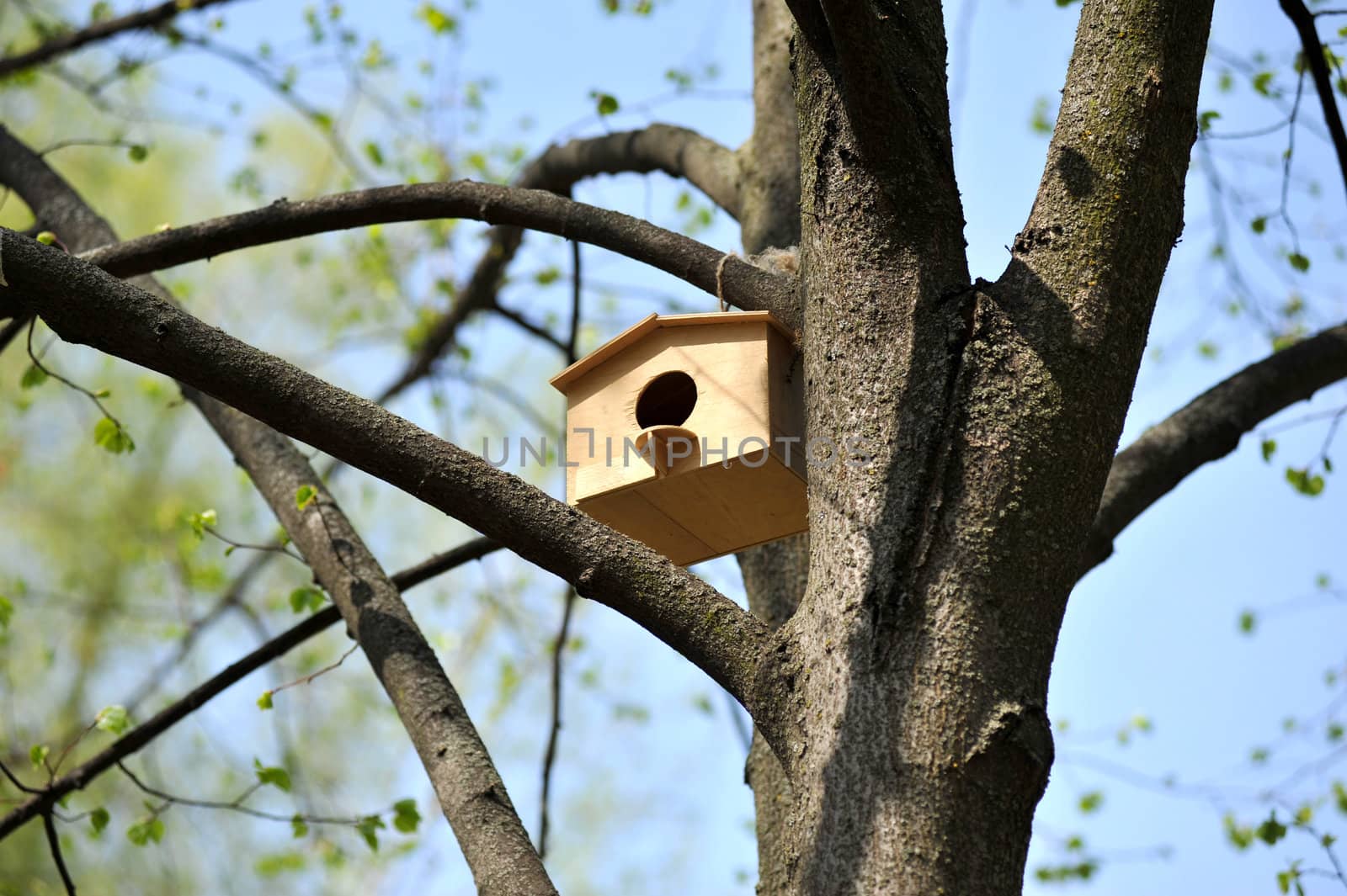 wooden birdhouse on the tree by DNKSTUDIO