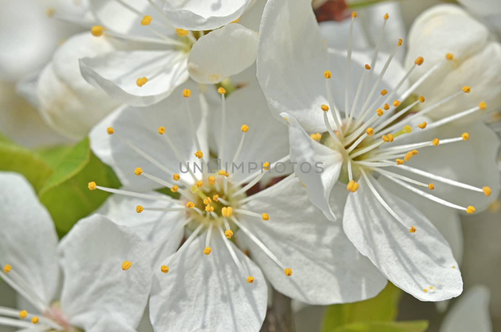 Blooming cherry tree closeup photo.