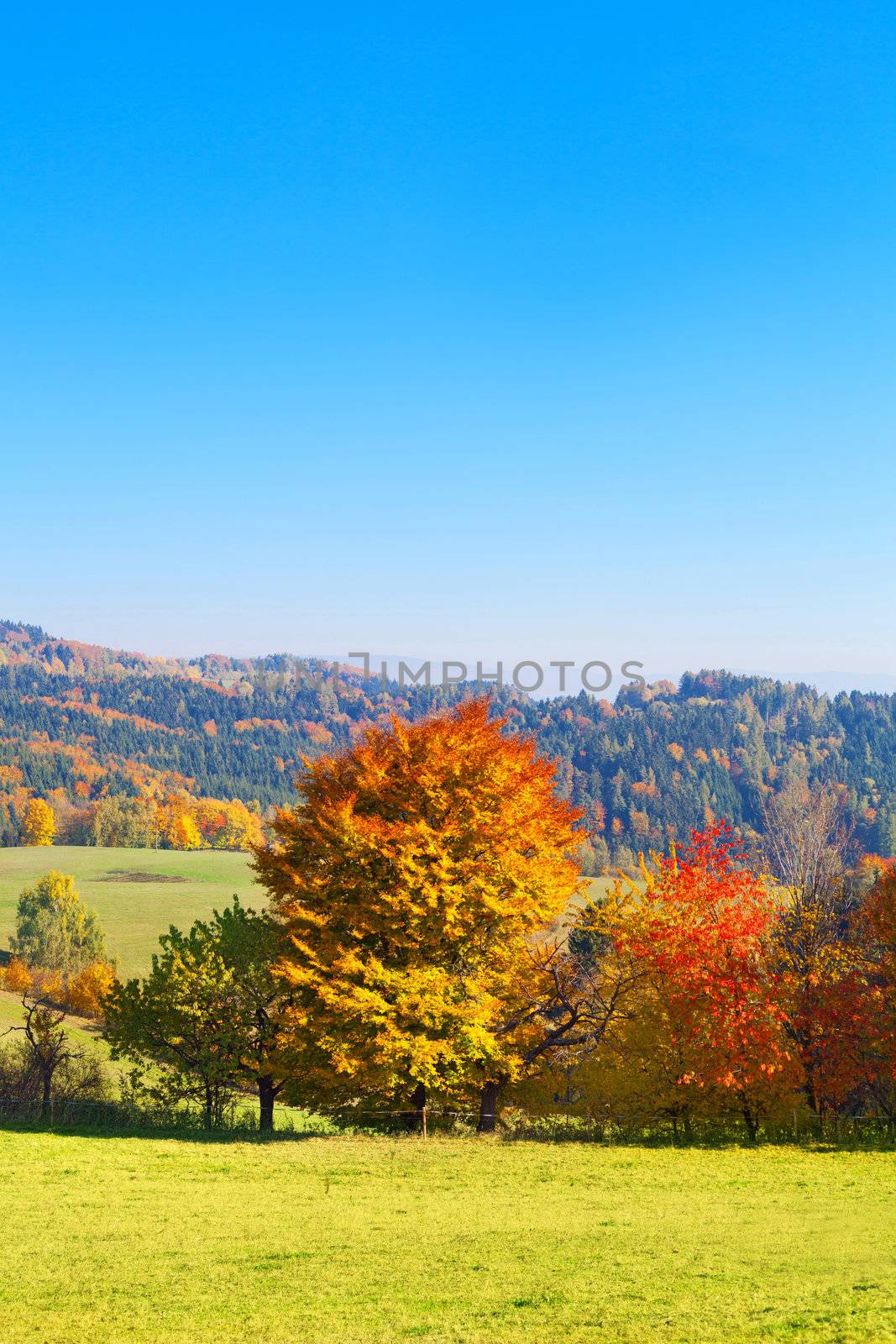 Autumn landscape composed of wood, mountains and meadow