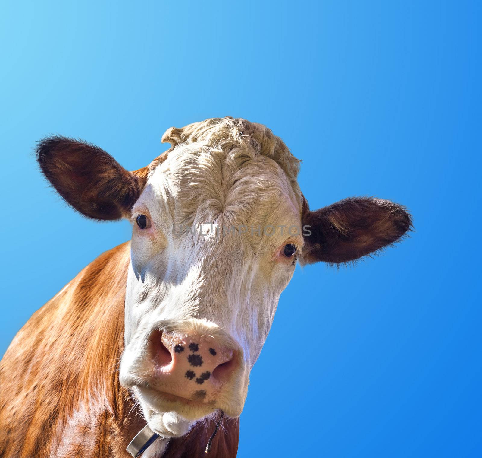 Closeup portrait of a cow on blue sky