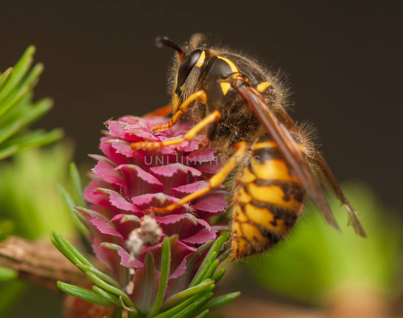 Larch flower and wasp