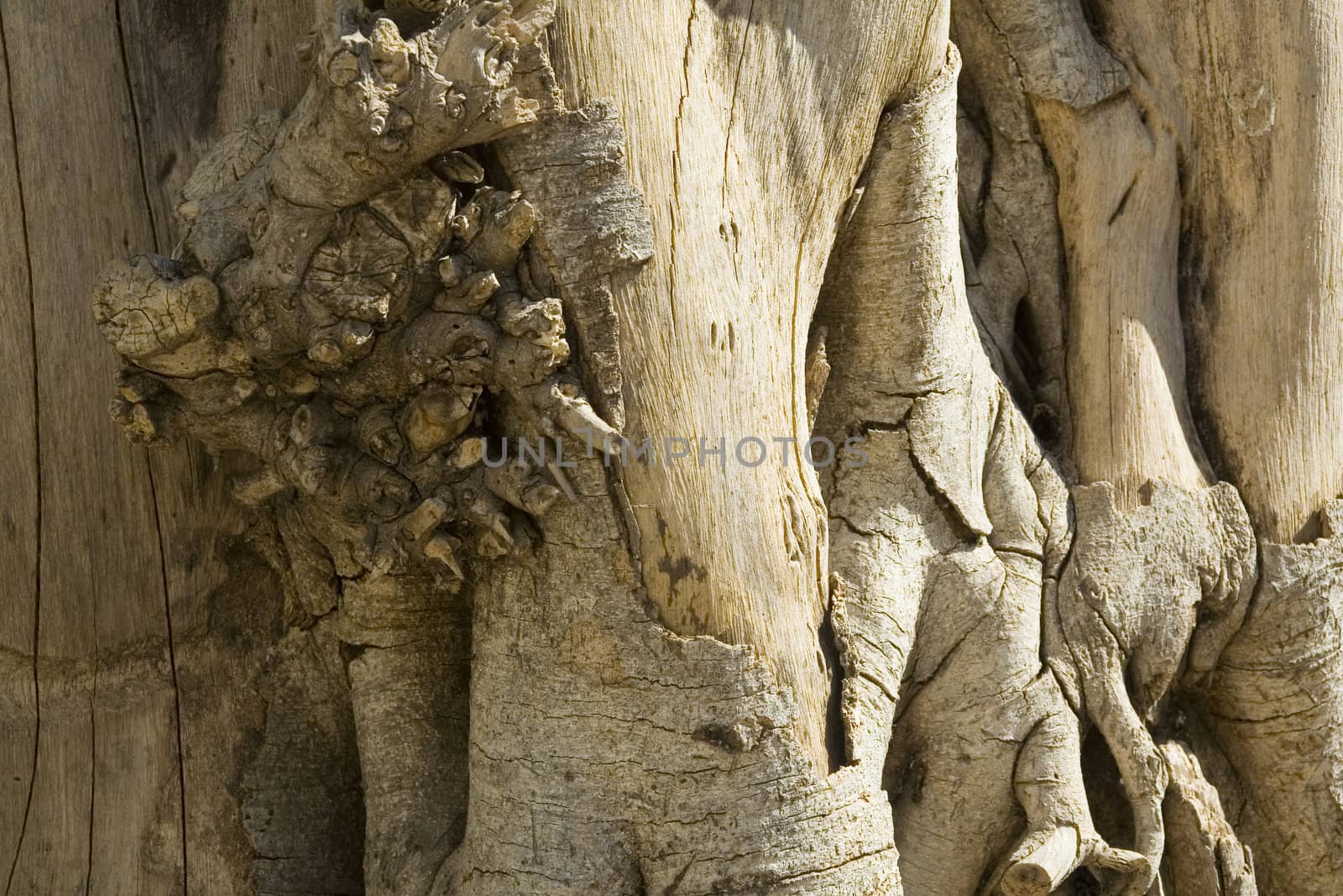 Texture of old wood stump. Background for graphic design.