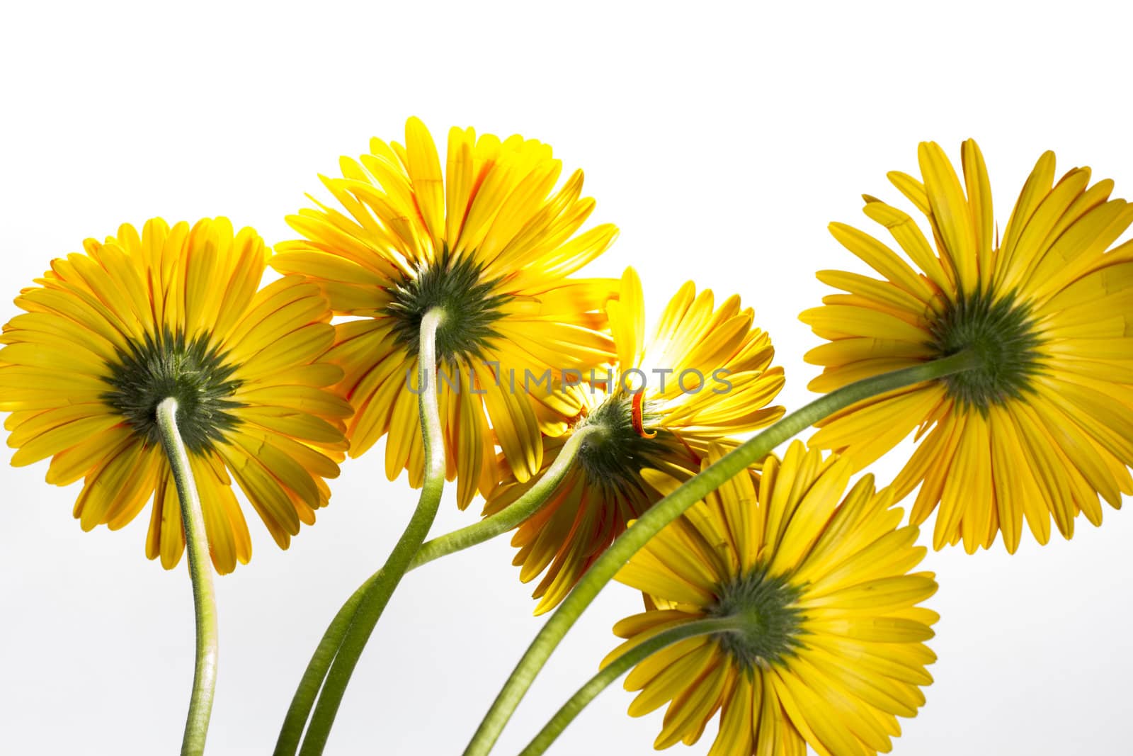 Yellow gerbera  by Vladimir