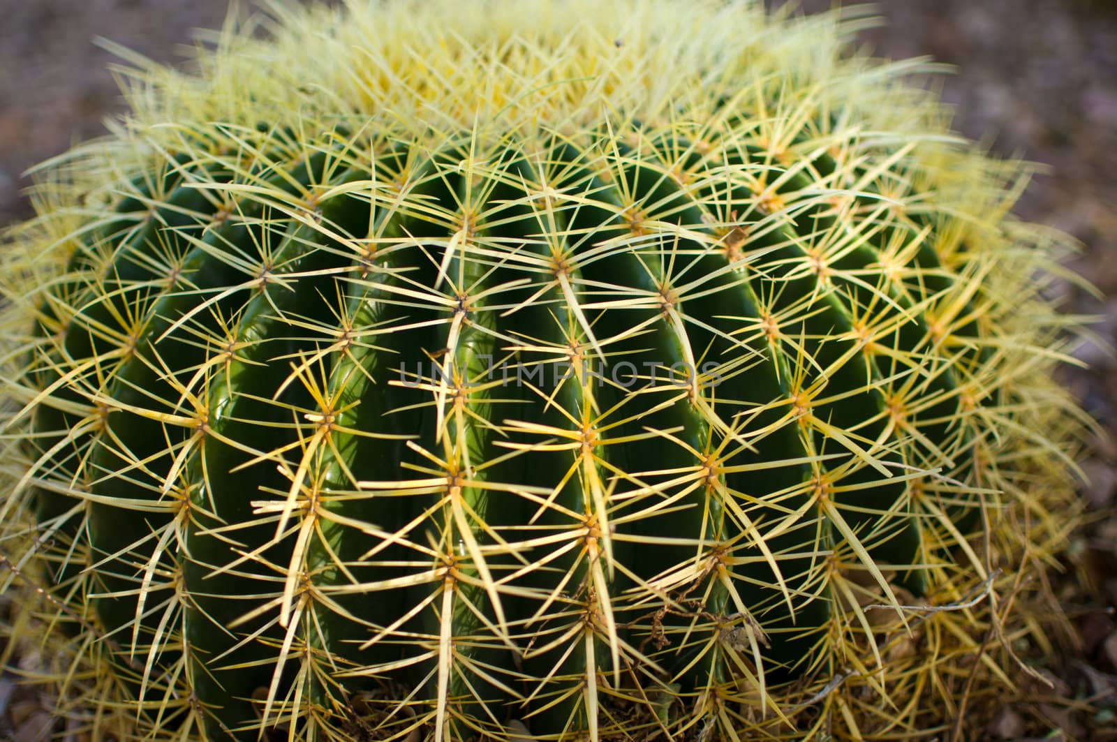 Close up of cactus in Arizona desert by Shane9