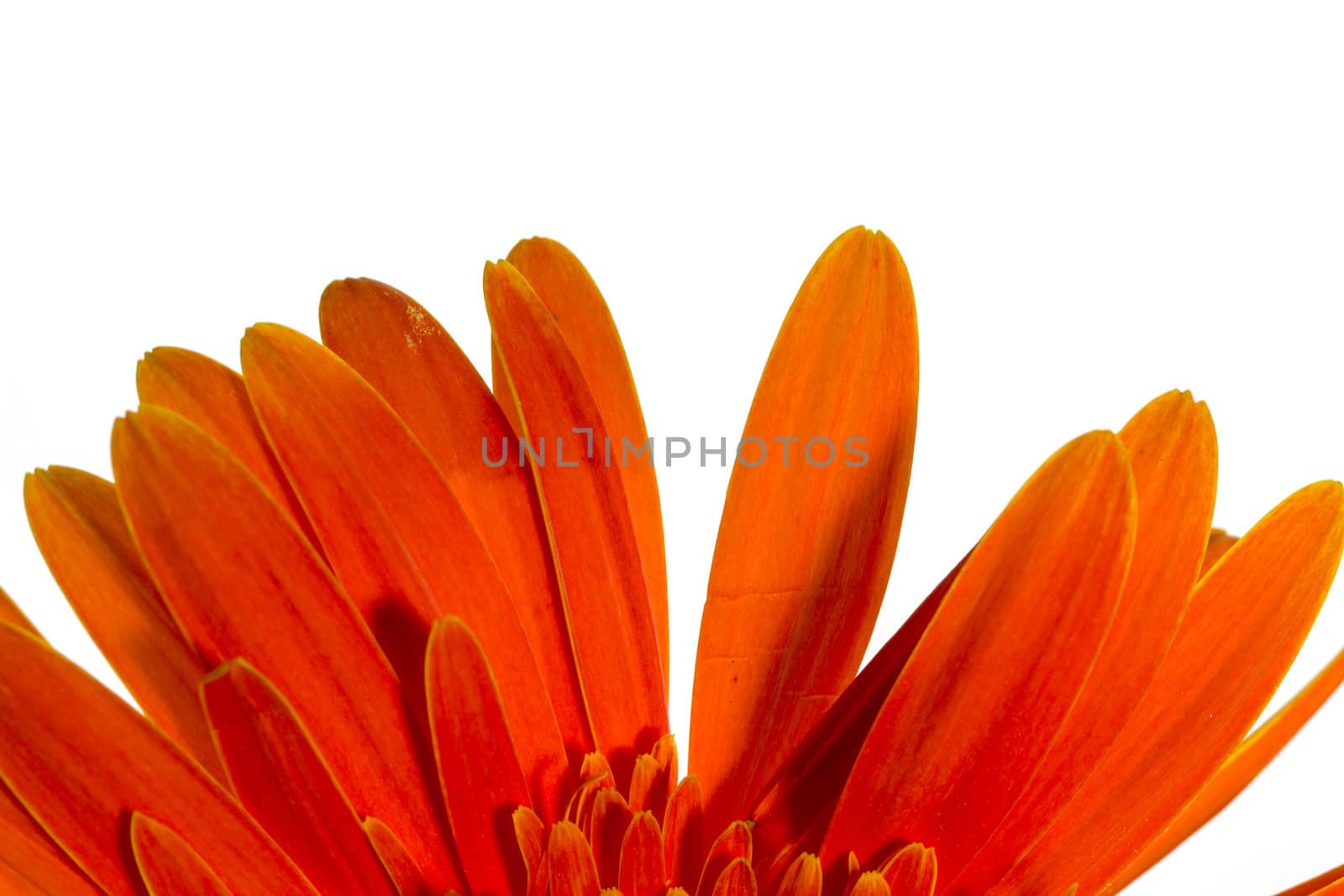 Orange gerbera flowers on a white background