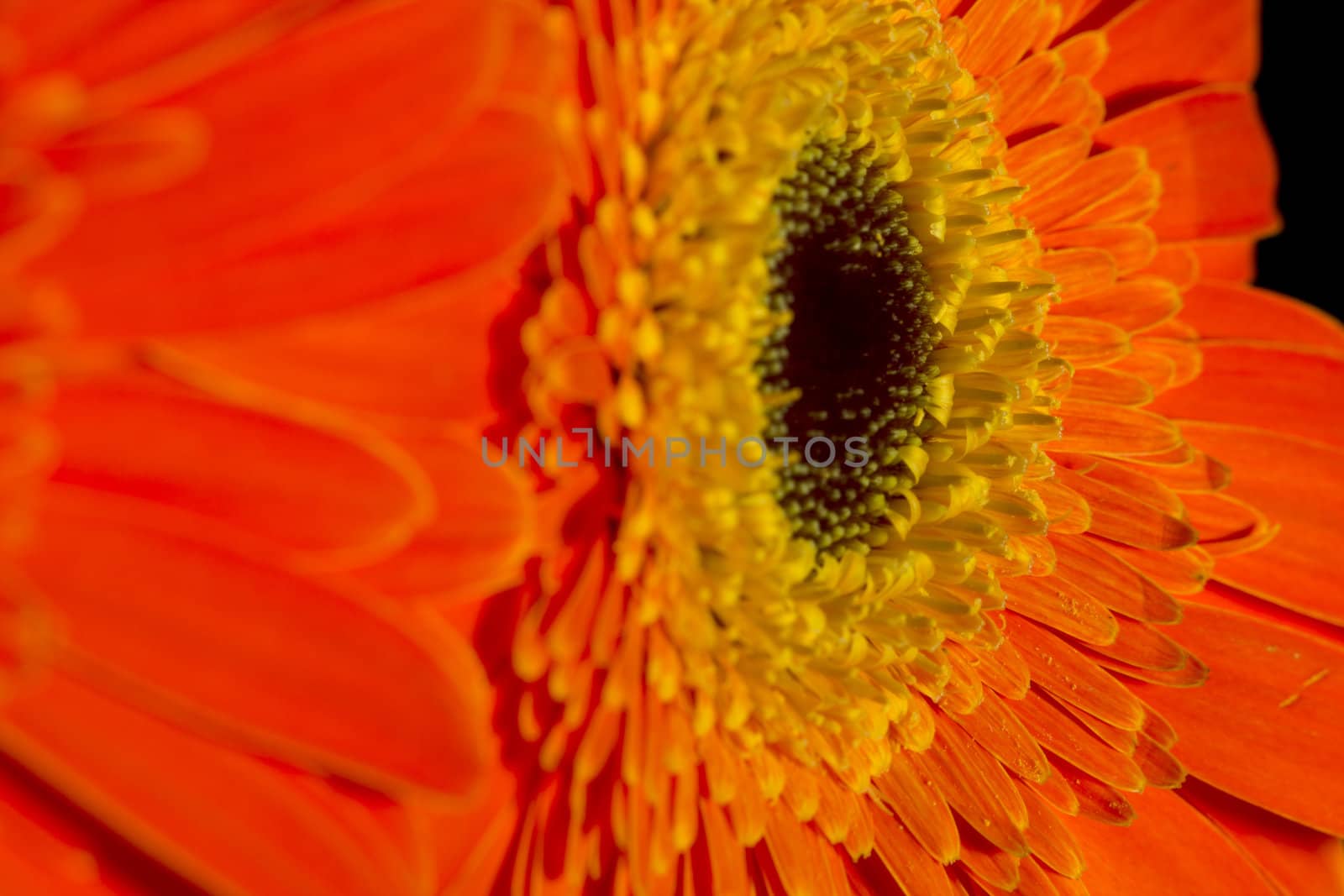 Orange gerbera flowers on a black background