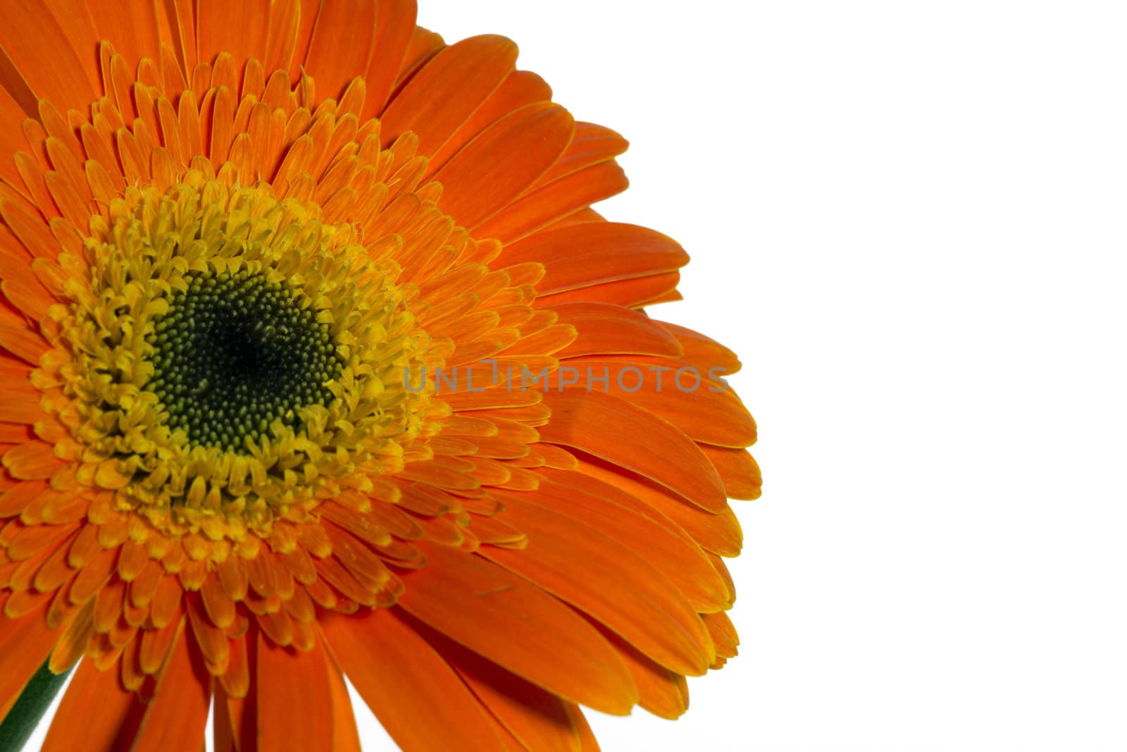 Orange gerbera flowers on a white background