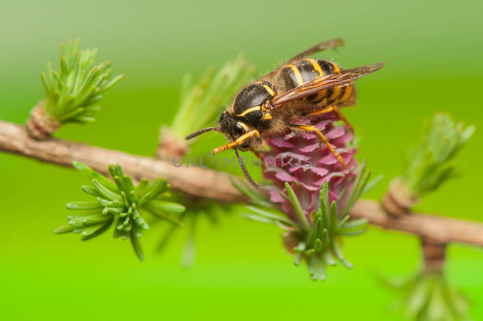 Larch flower and wasp