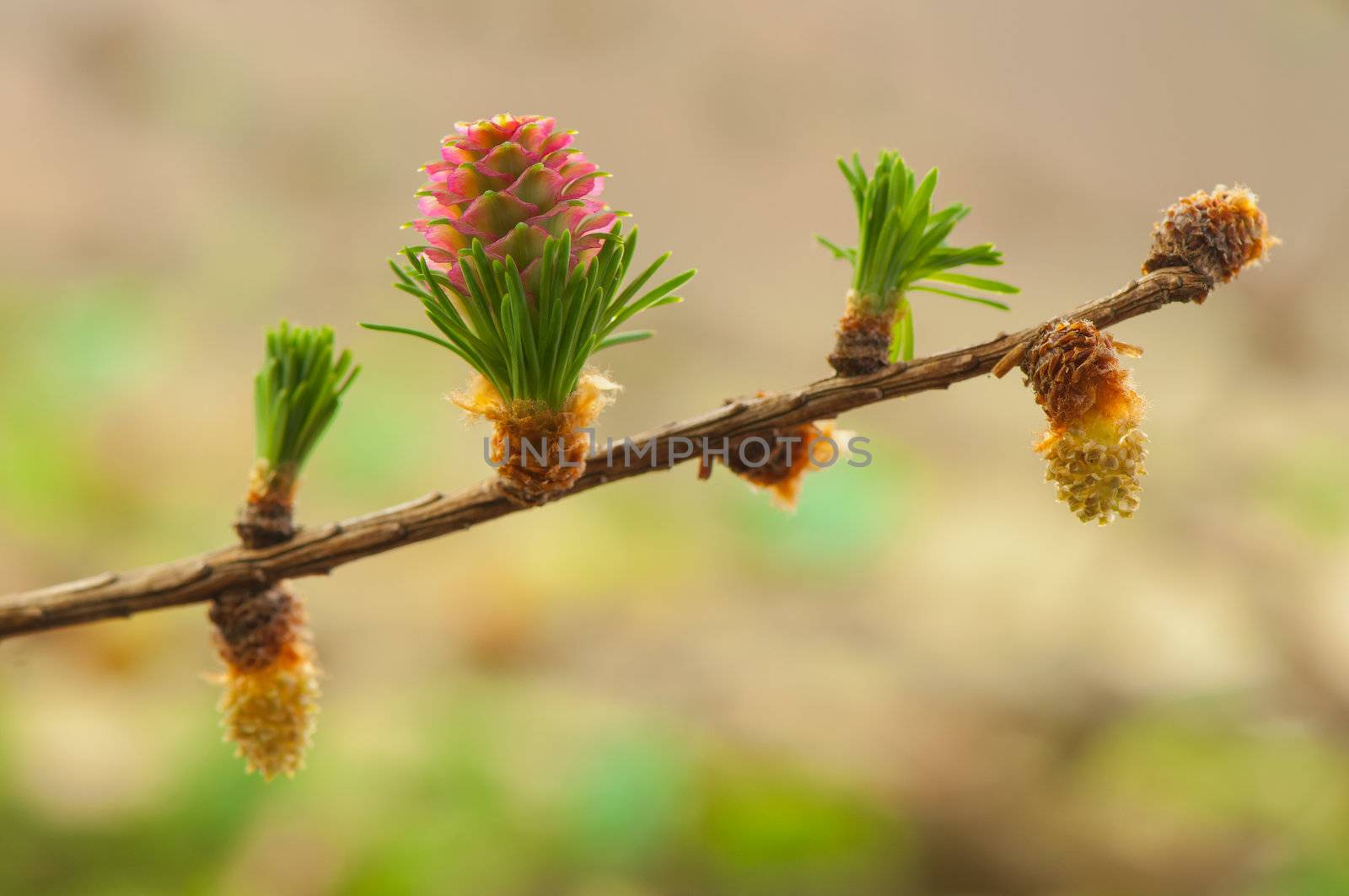 Larch flower