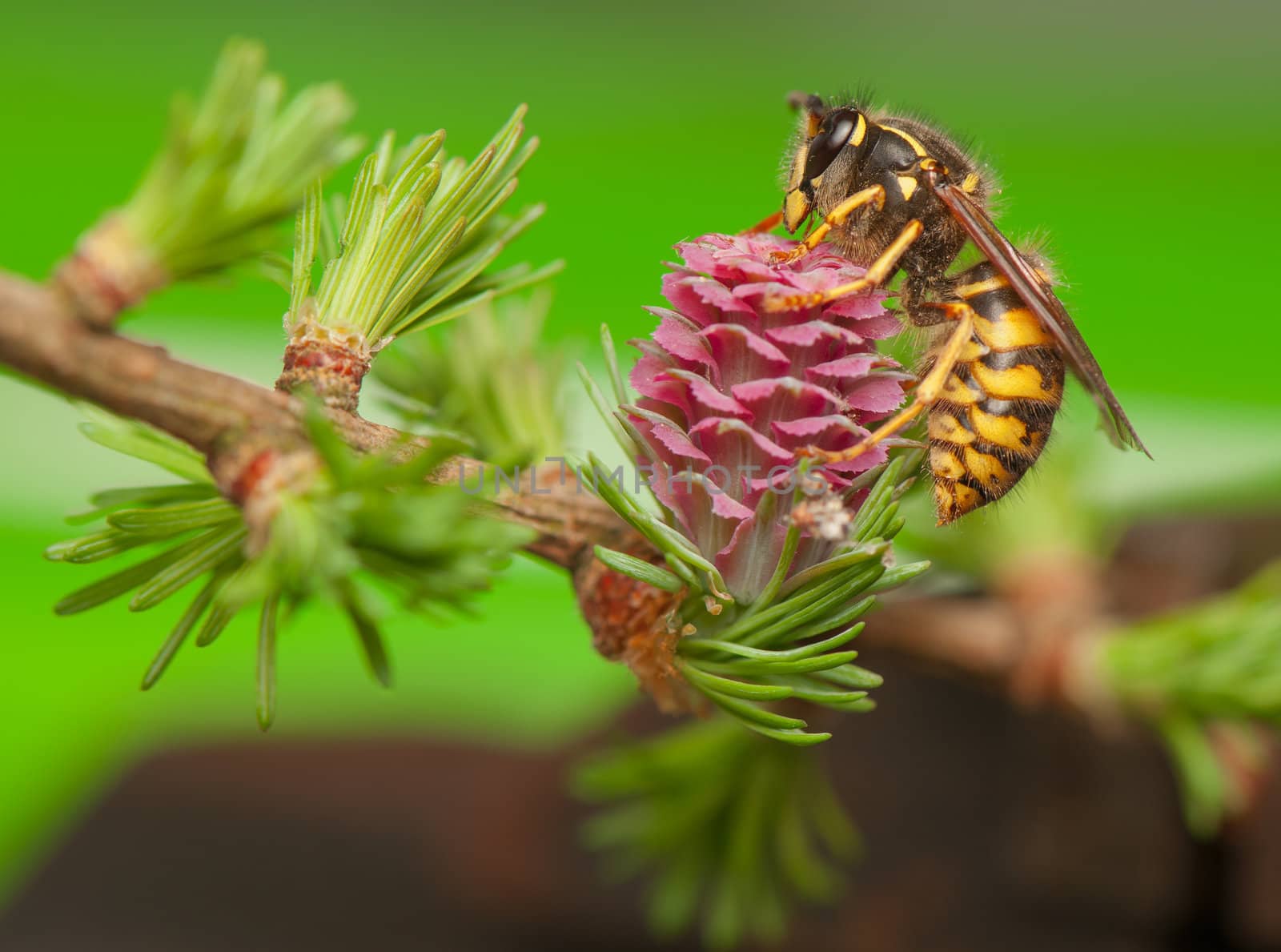 Larch flower and wasp