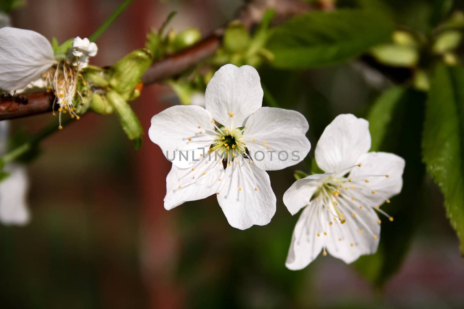 Close-up of apple blossom flowers