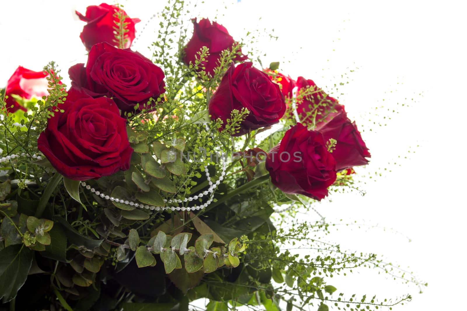 Gorgeous bouquet of red roses on a white background. Fragment.