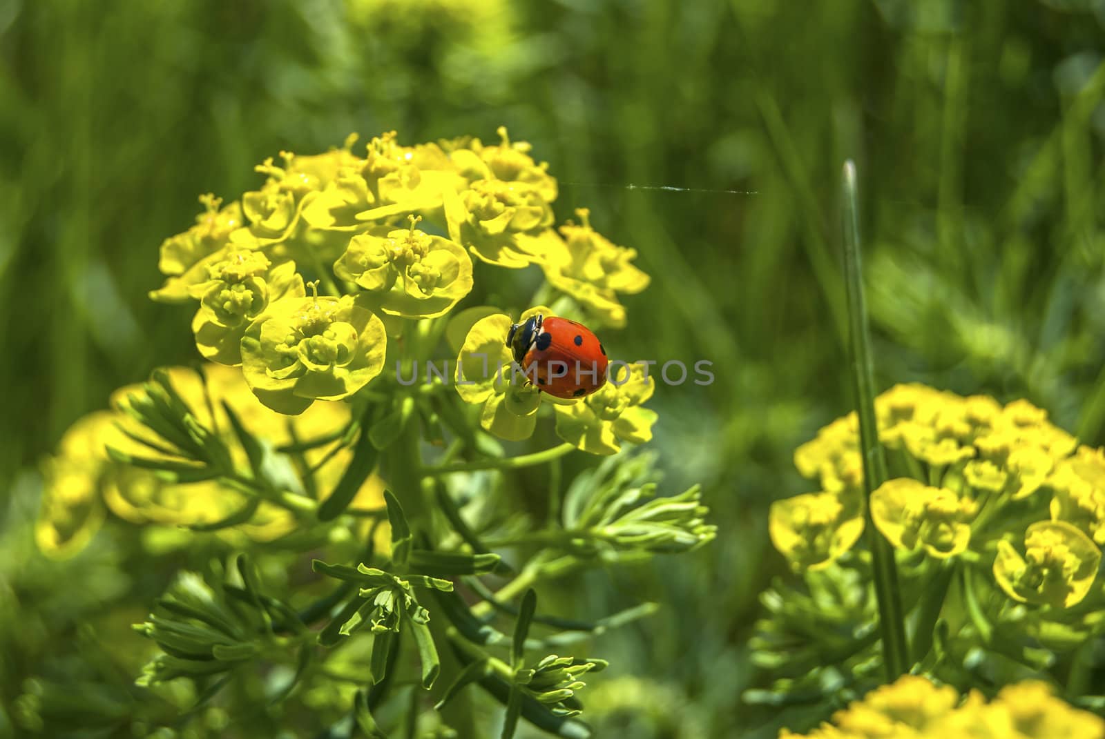 Ladybug on flowers by varbenov