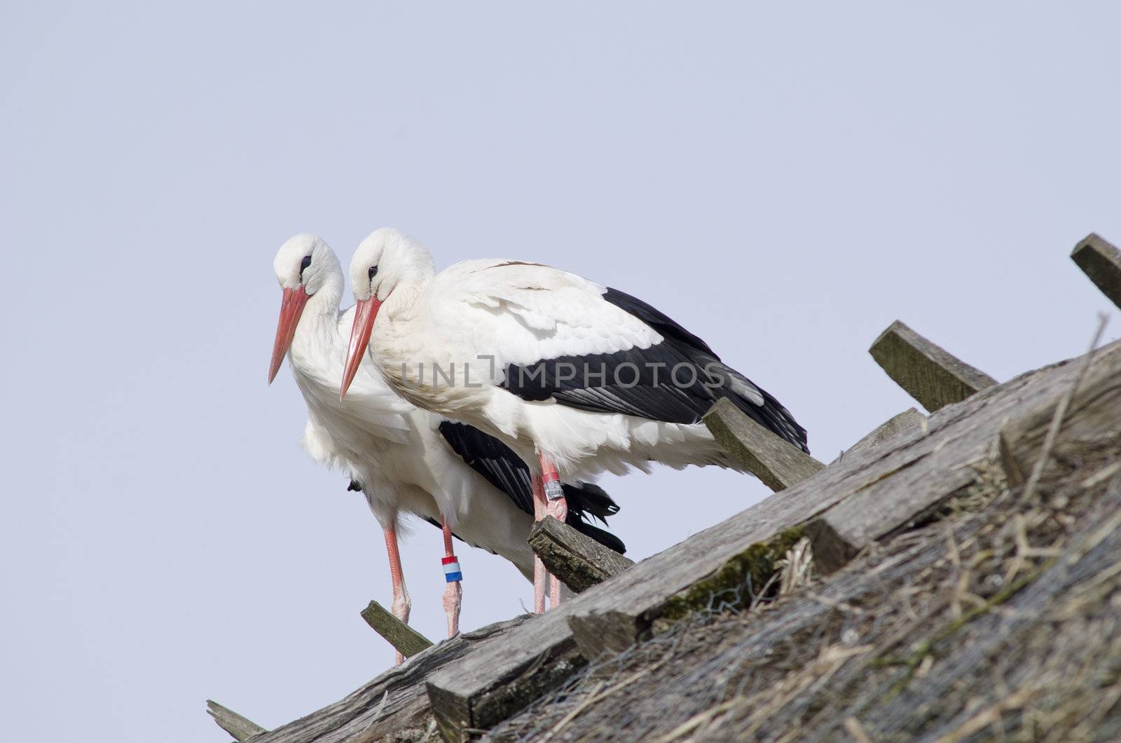 White storks on a roof (Ciconia ciconia) in early spring