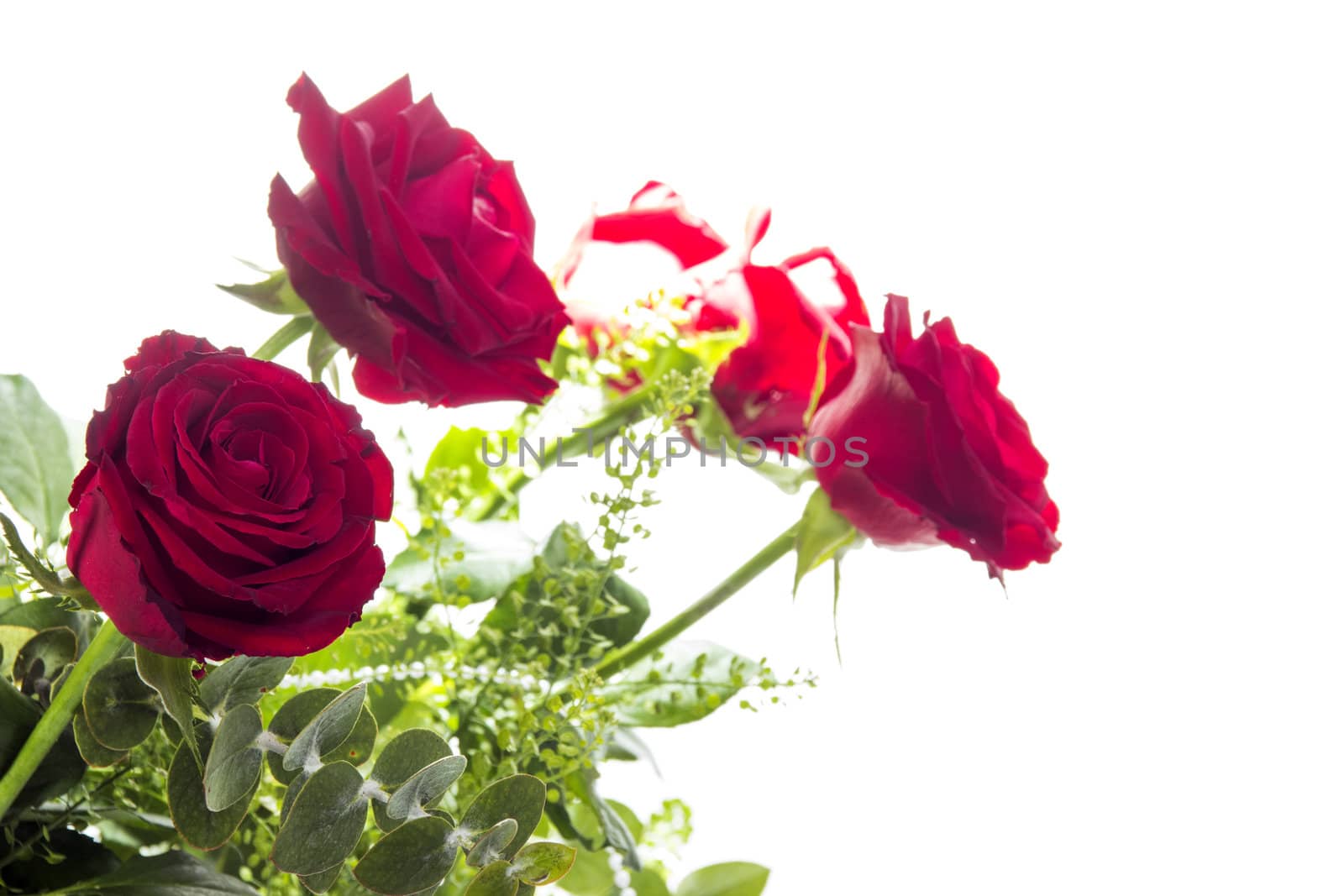 Gorgeous bouquet of red roses on a white background. Fragment.