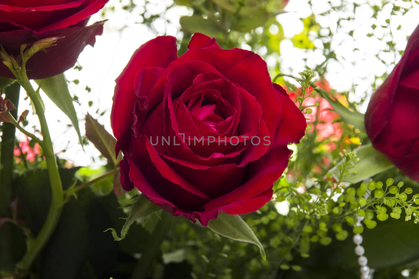 Gorgeous bouquet of red roses on a white background. Fragment.