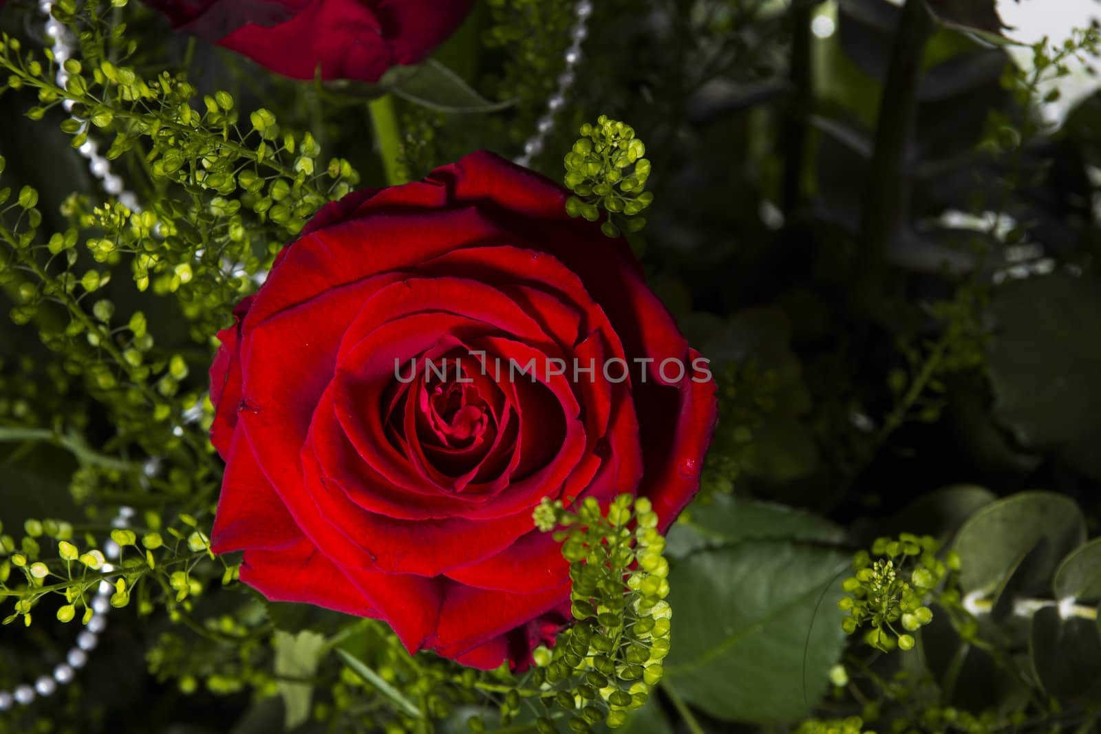 Gorgeous bouquet of red roses on a white background. Fragment.