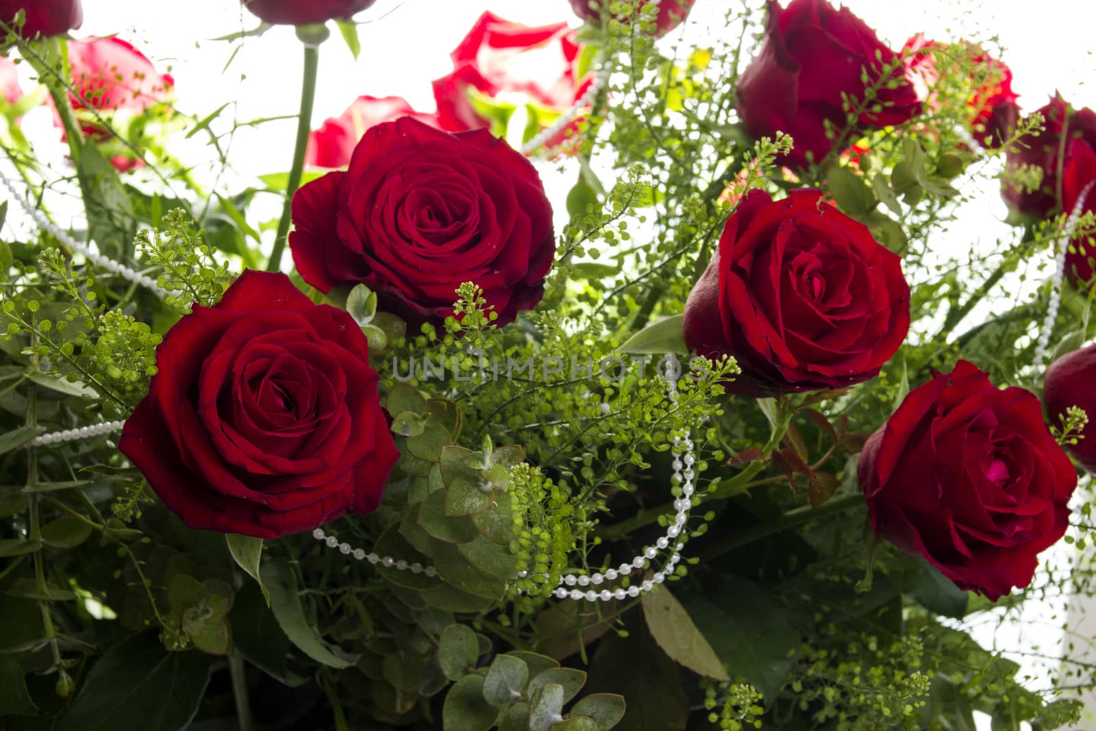 Gorgeous bouquet of red roses on a white background. Fragment.