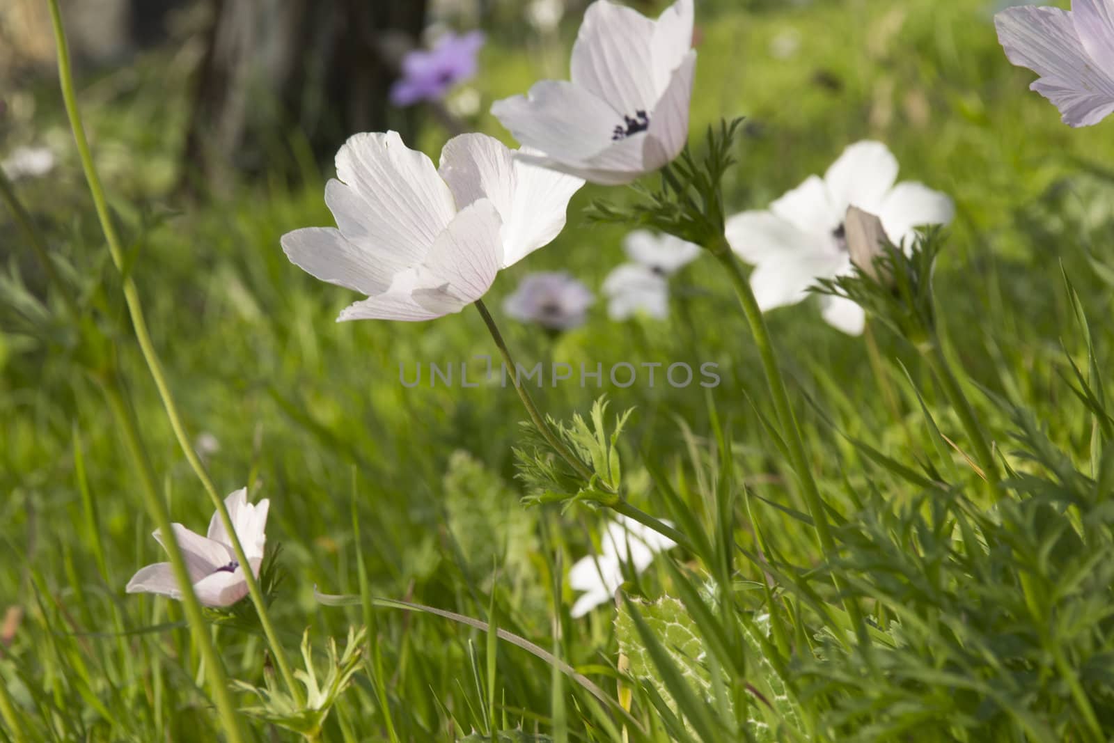 Crown Anemone  by Vladimir