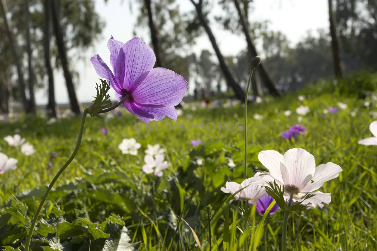 Blooming in the wild nature flowers Crown Anemones ( Anemone Coronaria, Calanit)