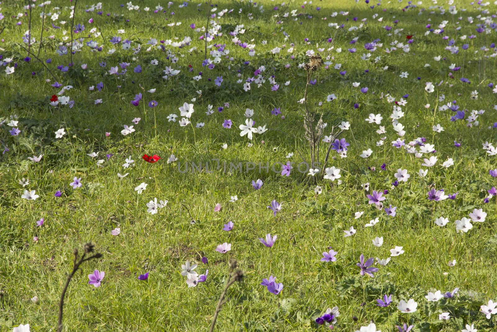 Blooming in the wild nature flowers Crown Anemones ( Anemone Coronaria, Calanit)