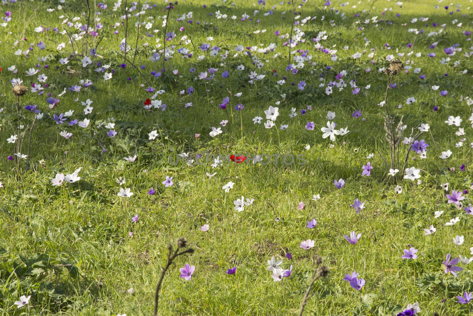 Blooming in the wild nature flowers Crown Anemones ( Anemone Coronaria, Calanit)