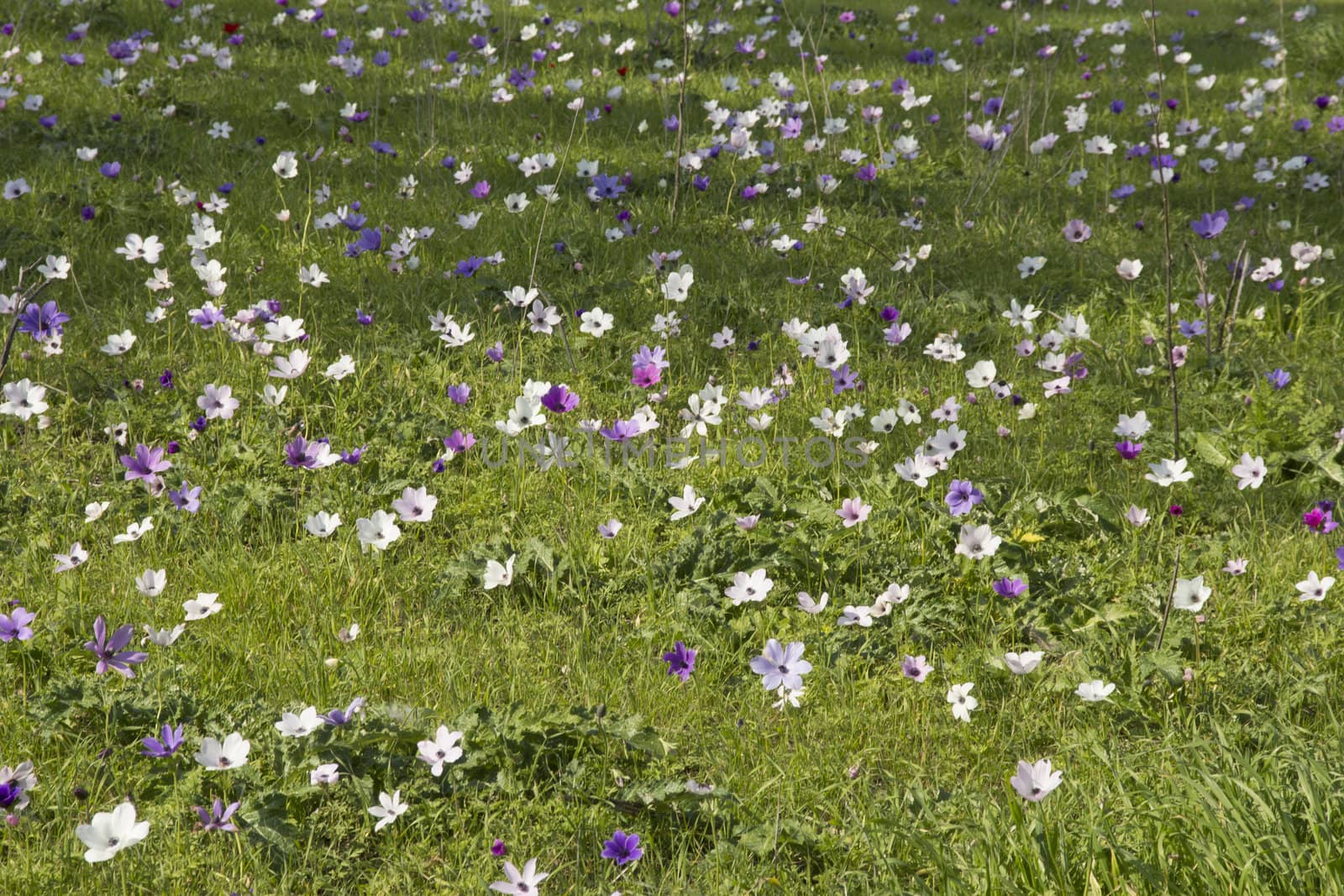 Blooming in the wild nature flowers Crown Anemones ( Anemone Coronaria, Calanit)